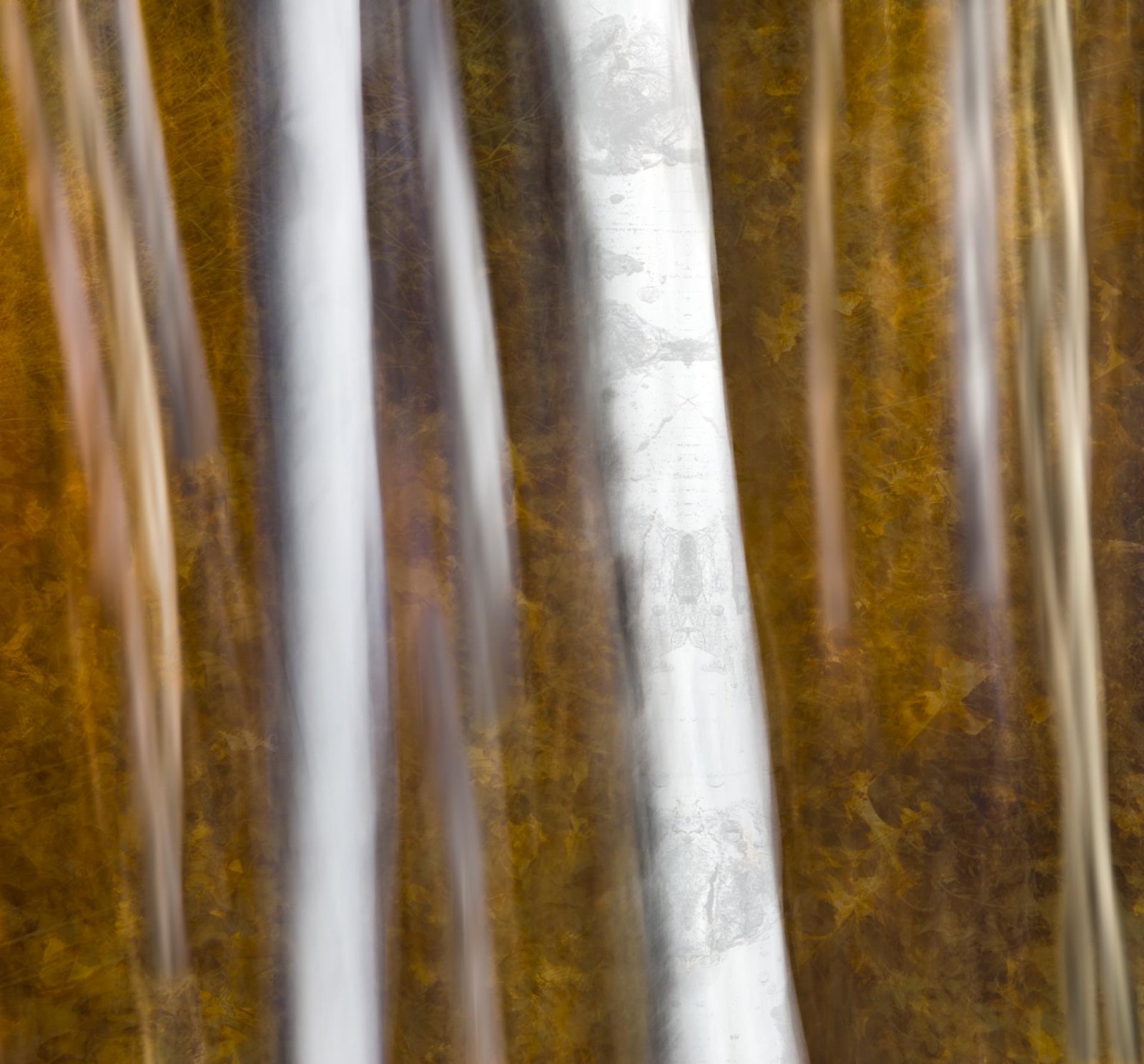 London Photography Awards Winner - Ghosts of the Forest