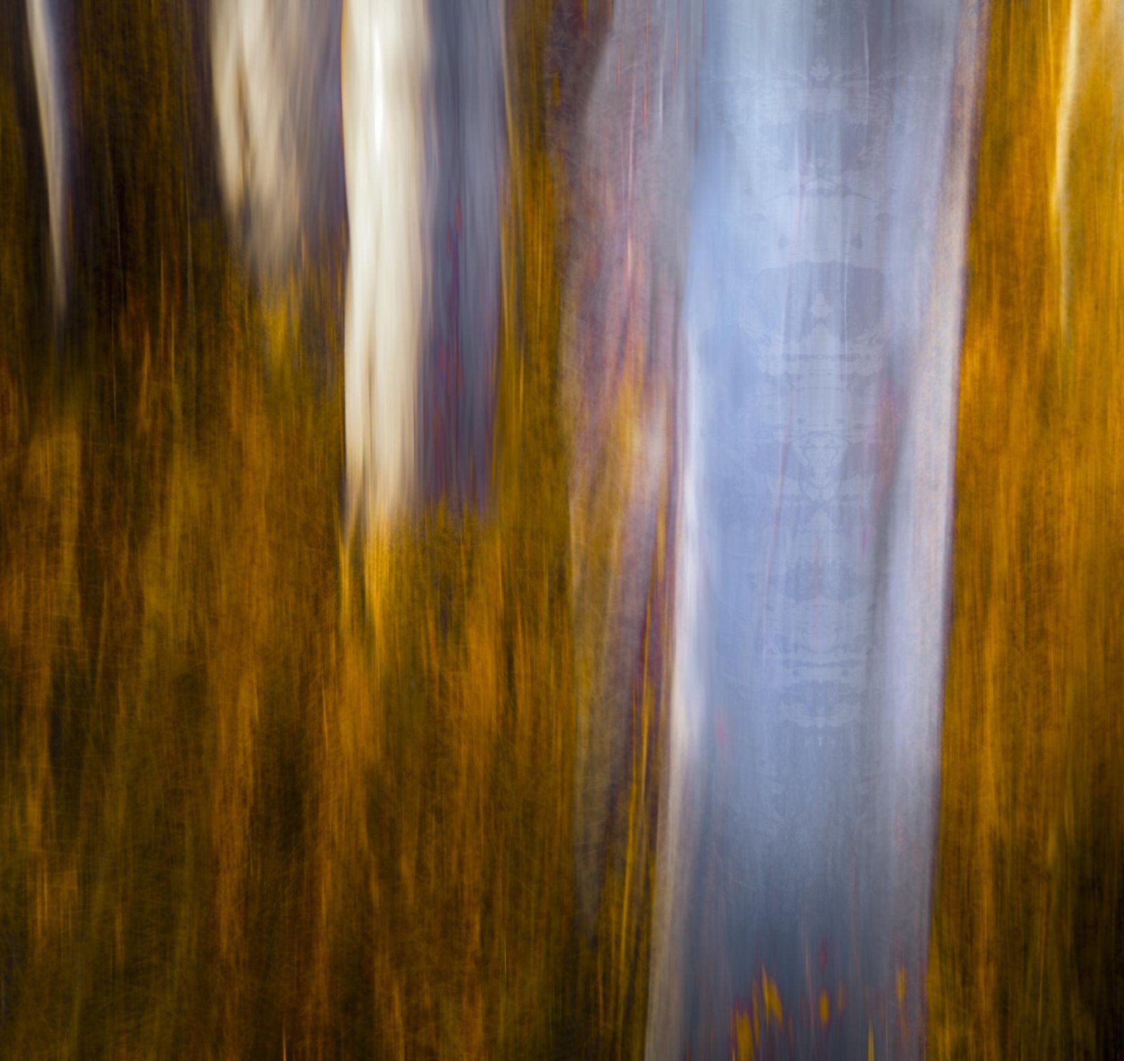 London Photography Awards Winner - Ghosts of the Forest