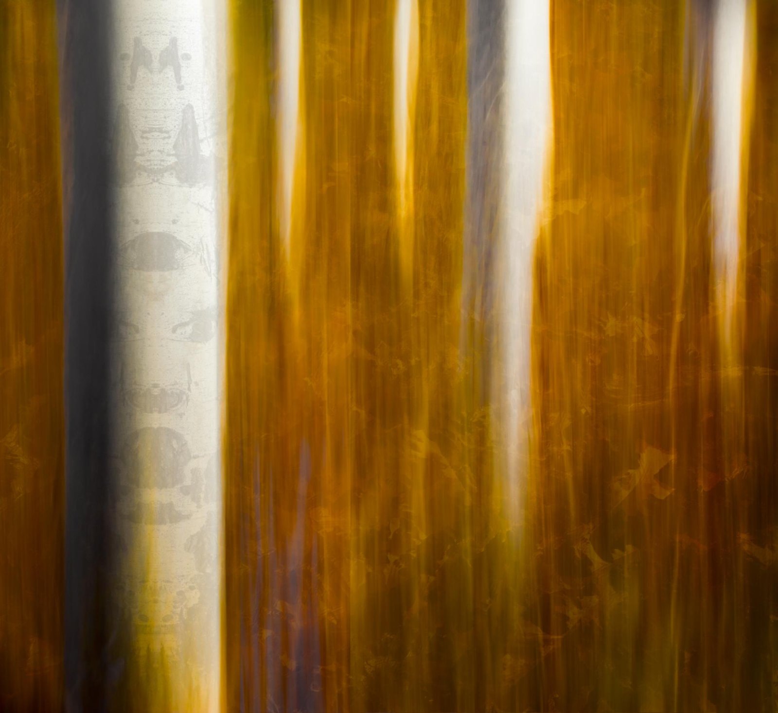 London Photography Awards Winner - Ghosts of the Forest