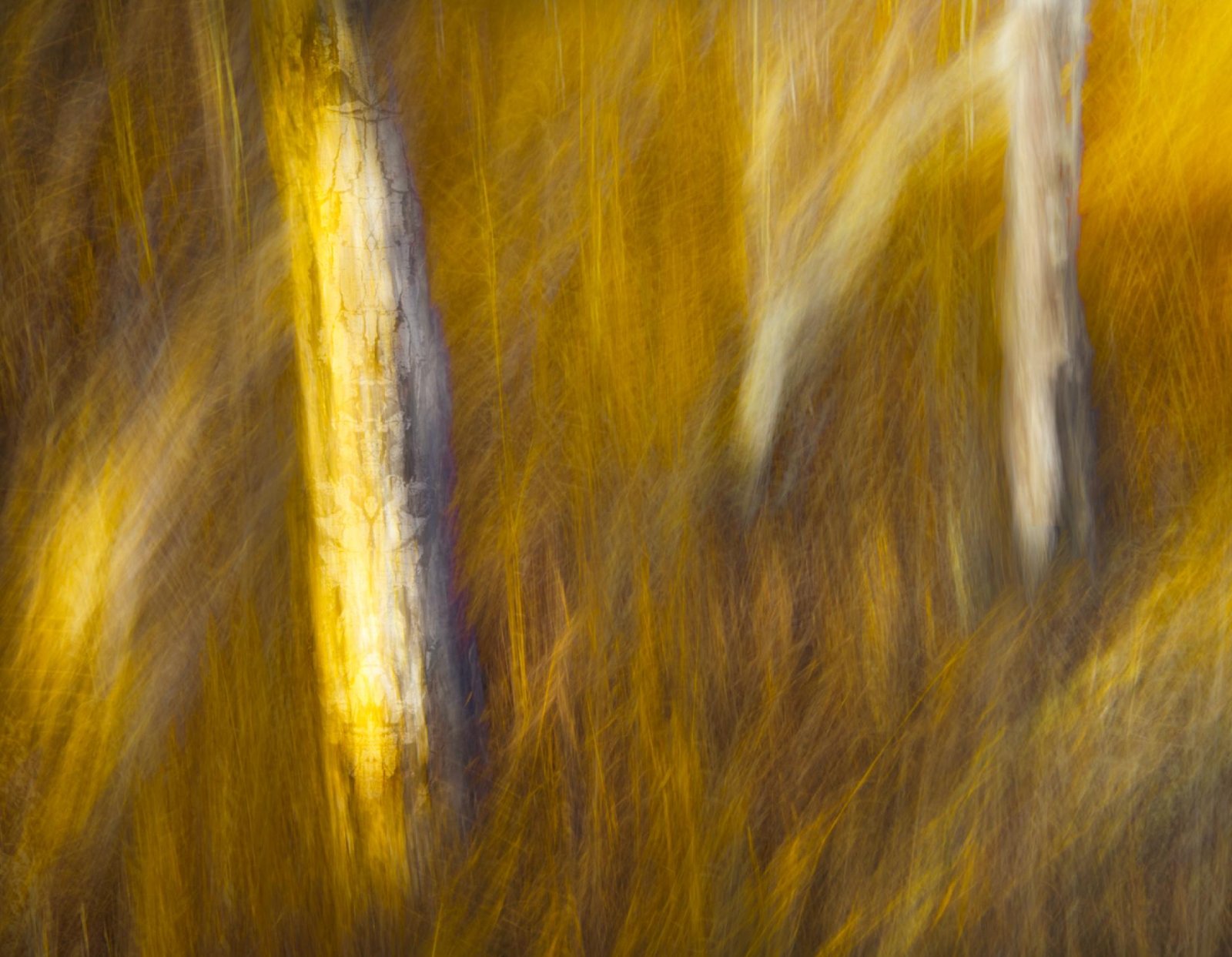 London Photography Awards Winner - Ghosts of the Forest