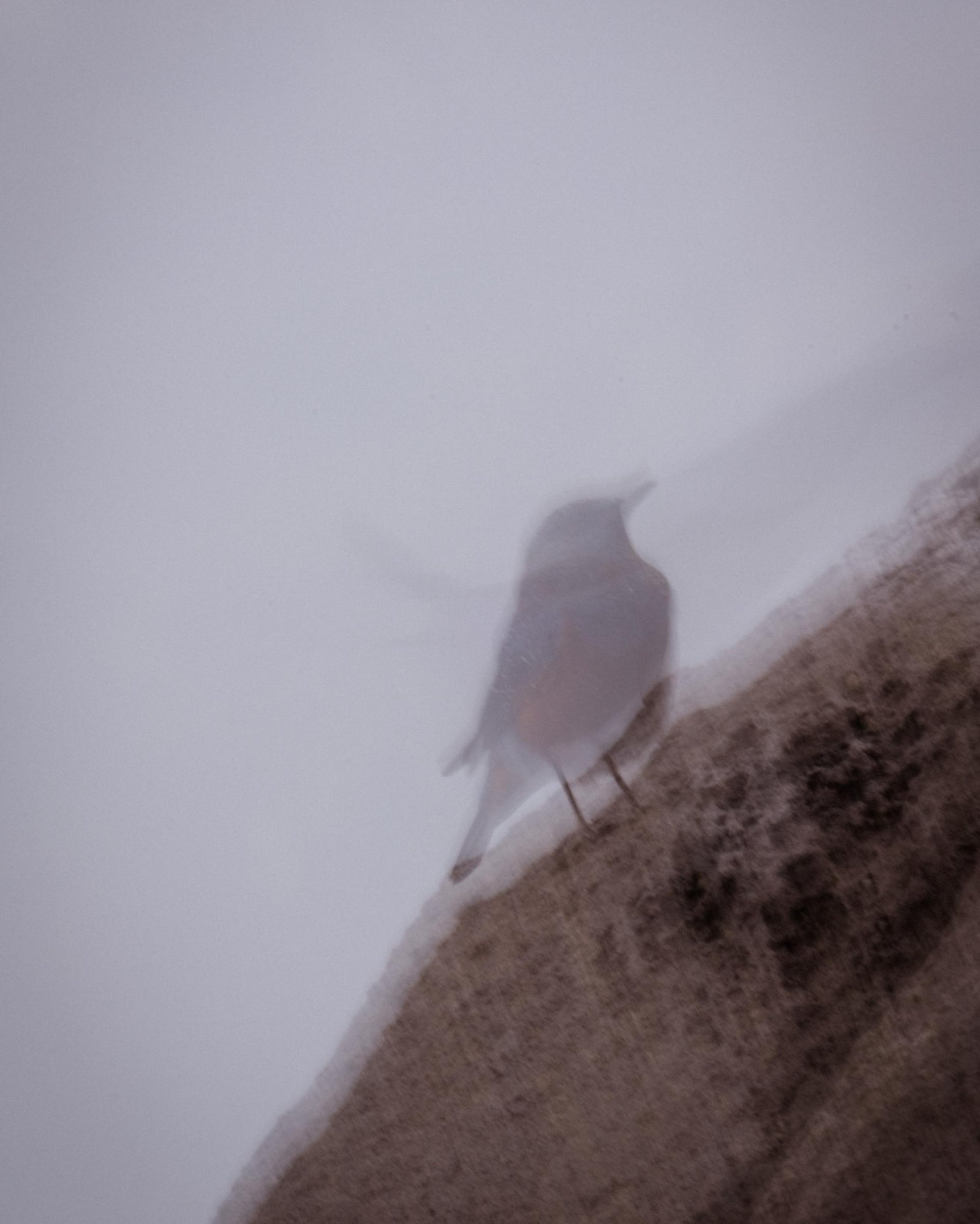 London Photography Awards Winner - A soul like the wind