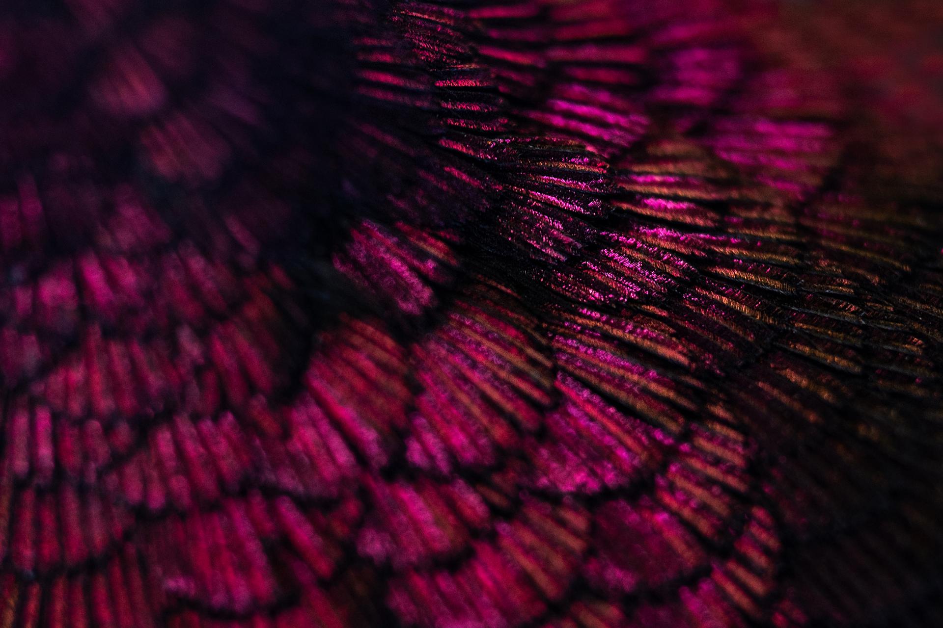 London Photography Awards Winner - Feathers