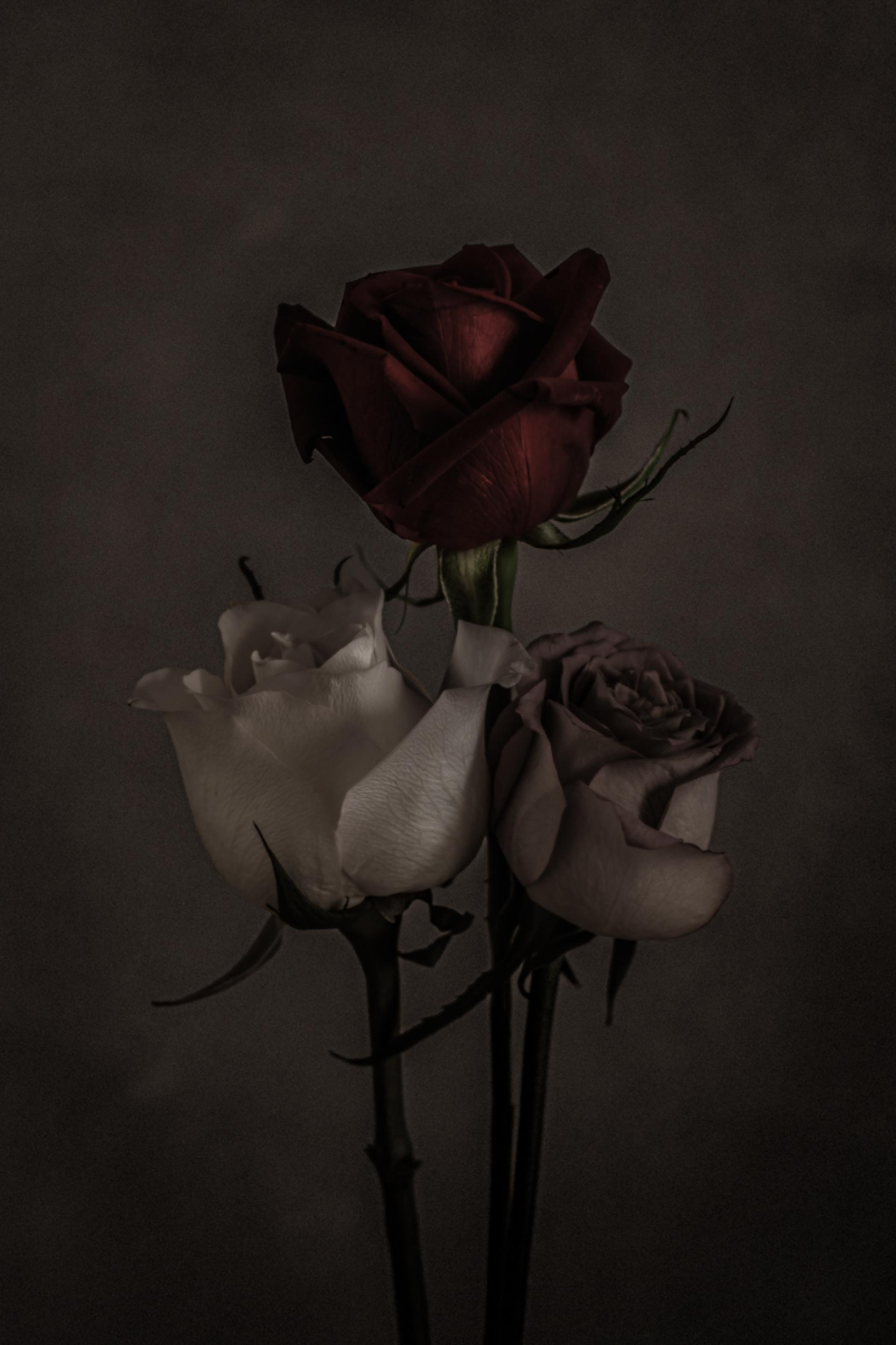 London Photography Awards Winner - Roses