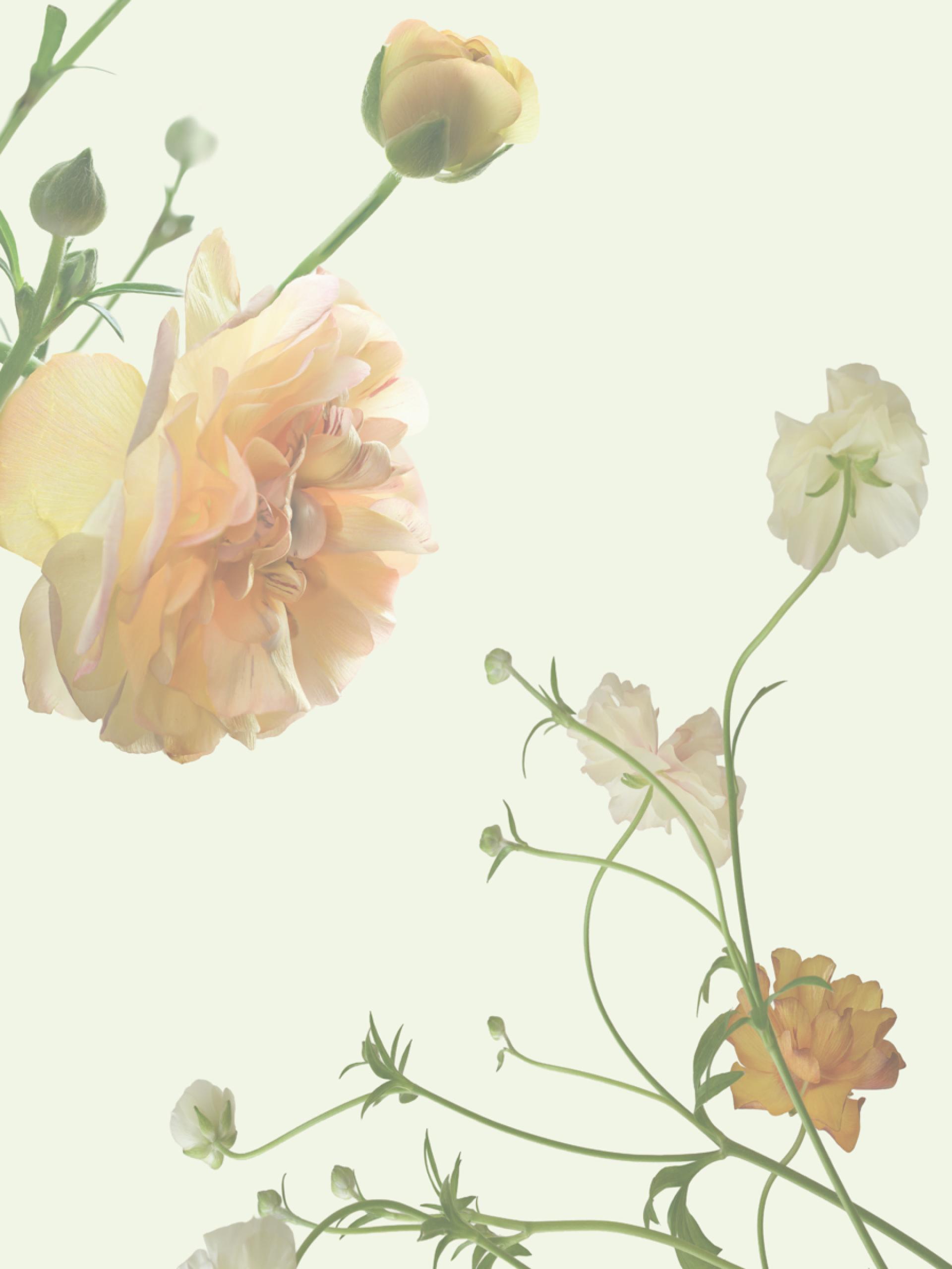 London Photography Awards Winner - Flower harmony