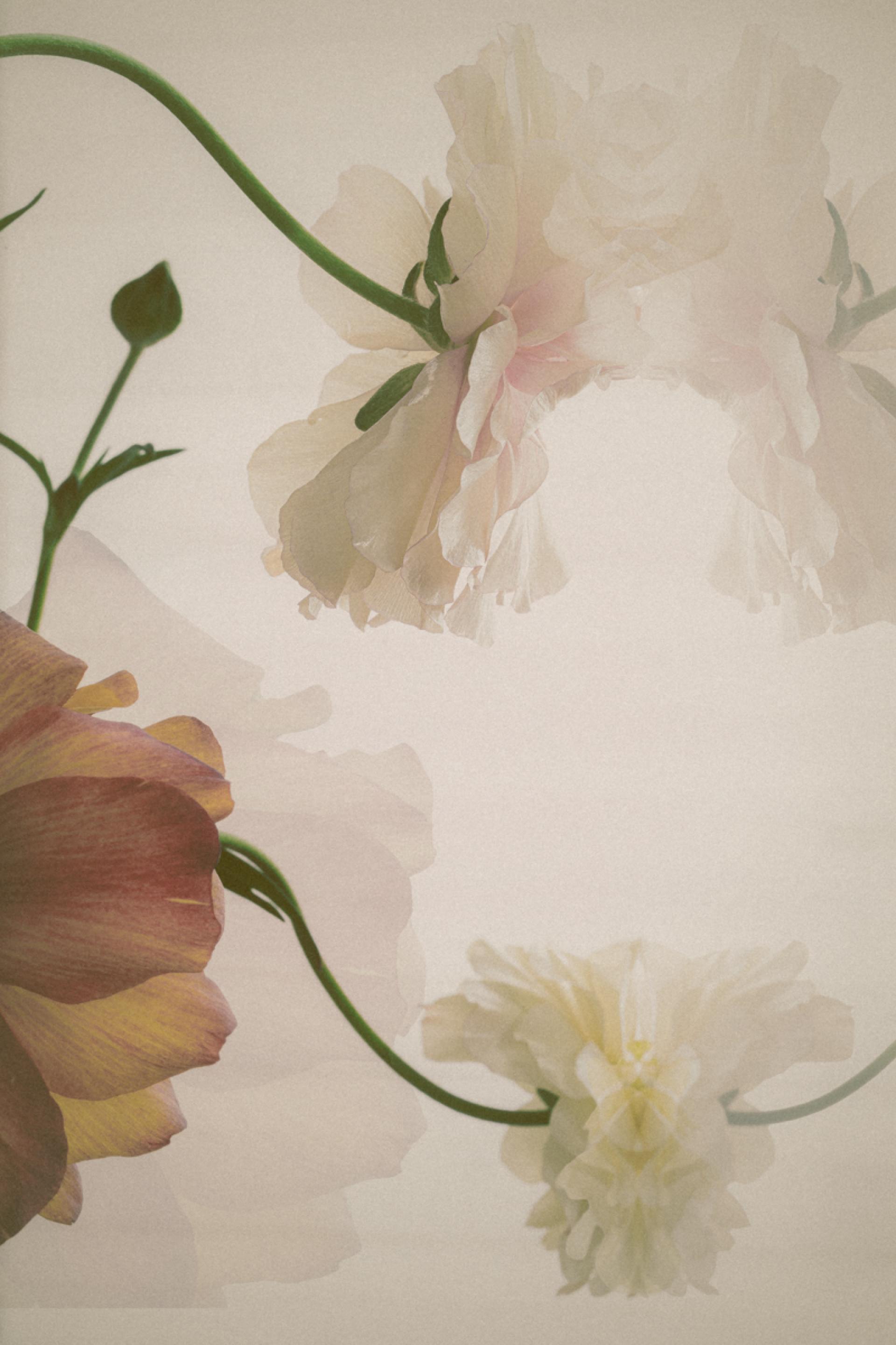 London Photography Awards Winner - Flower harmony