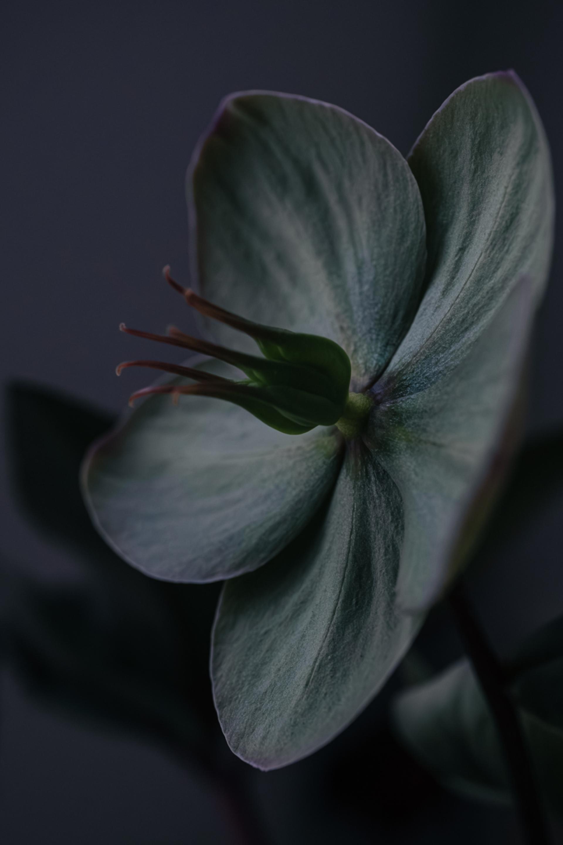 London Photography Awards Winner - Christmas rose