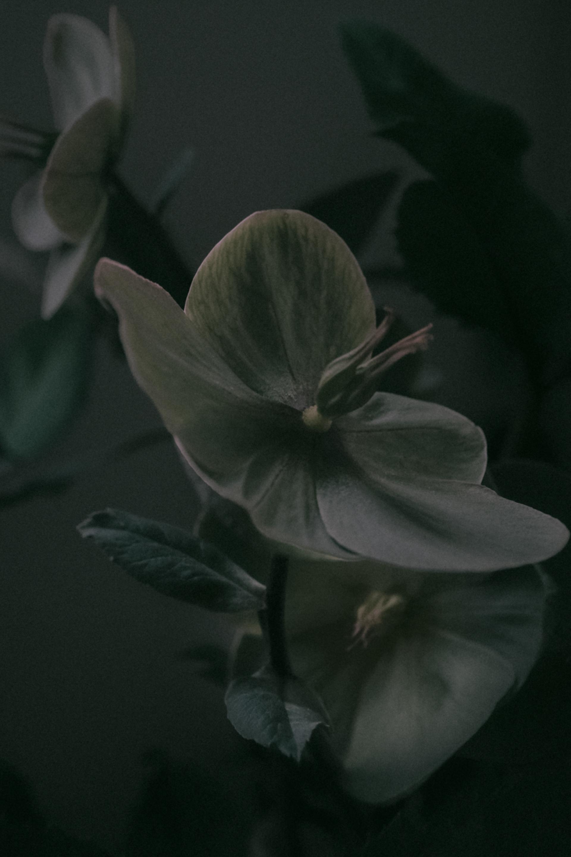 London Photography Awards Winner - Christmas rose