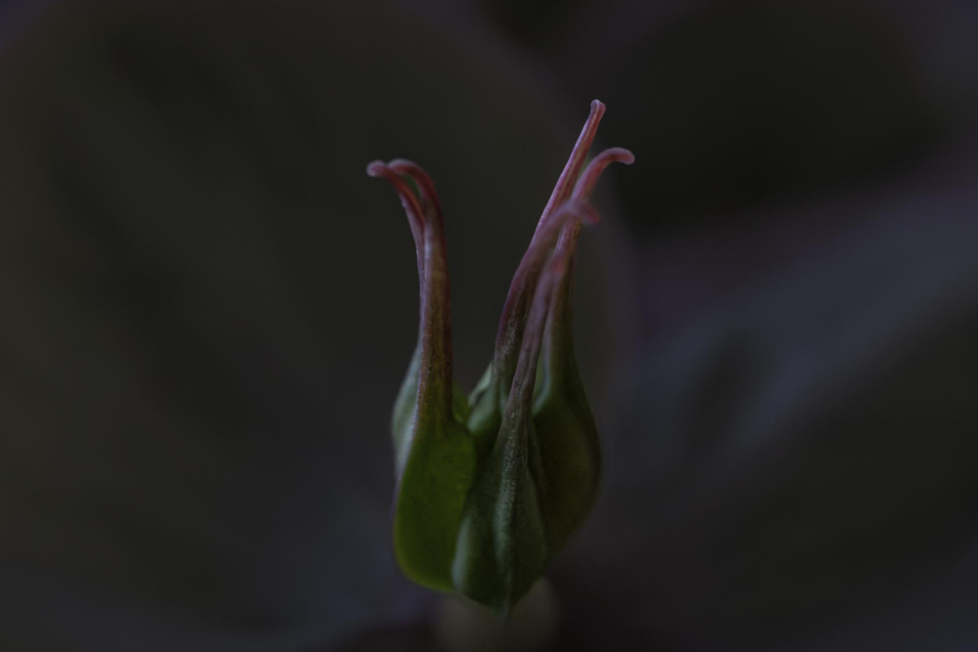 London Photography Awards Winner - Christmas rose