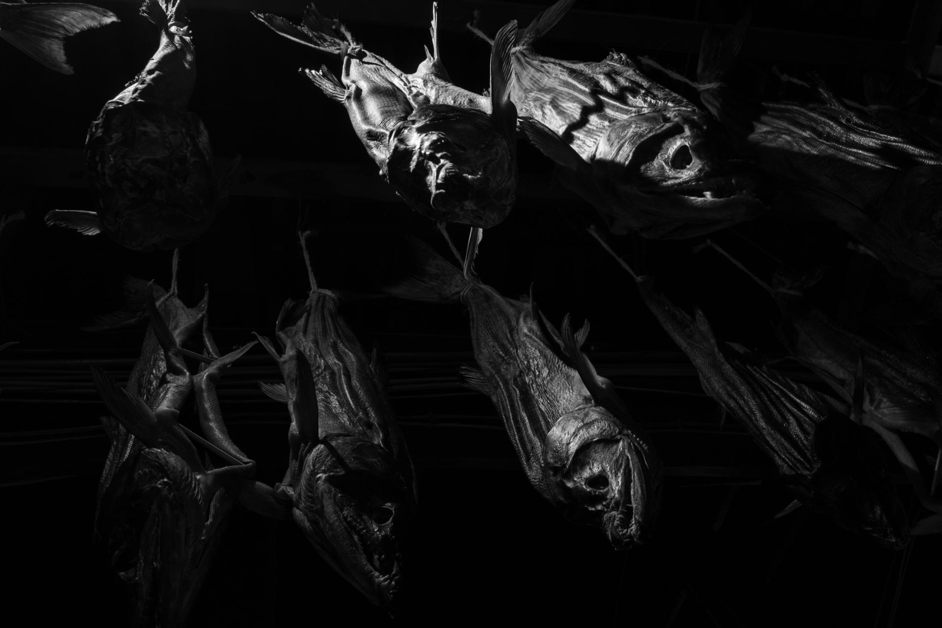 London Photography Awards Winner - salted salmon