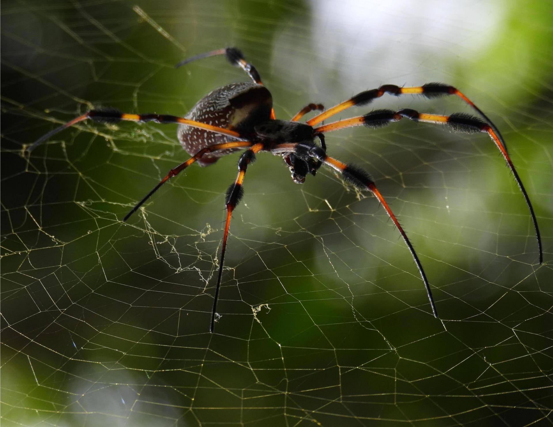 London Photography Awards Winner - Spider and Web
