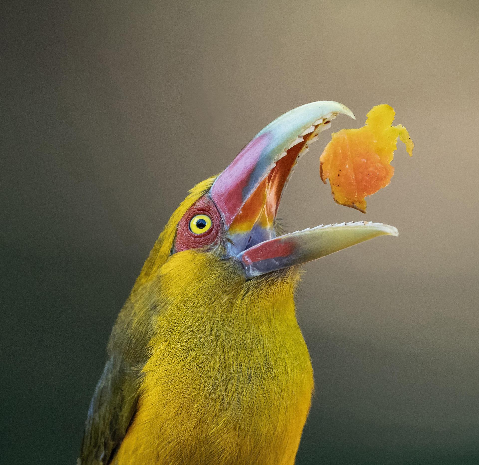 London Photography Awards Winner - S1: Papaya Delight