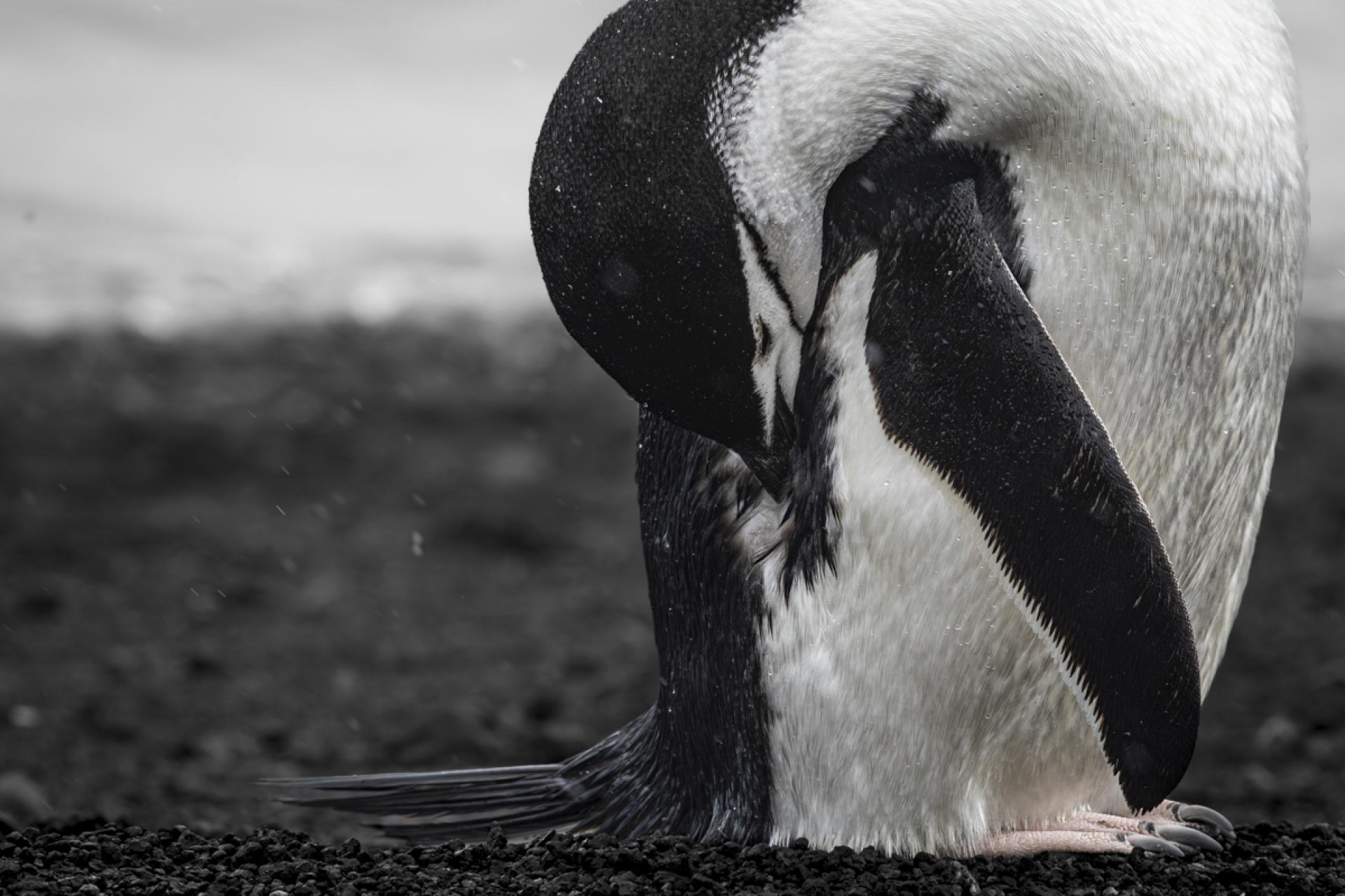 London Photography Awards Winner - Bathing In The Storm