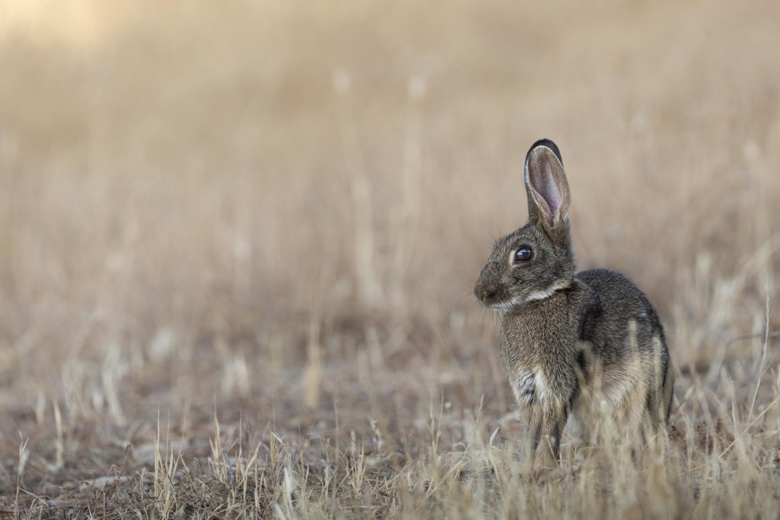 London Photography Awards Winner - Cuteness