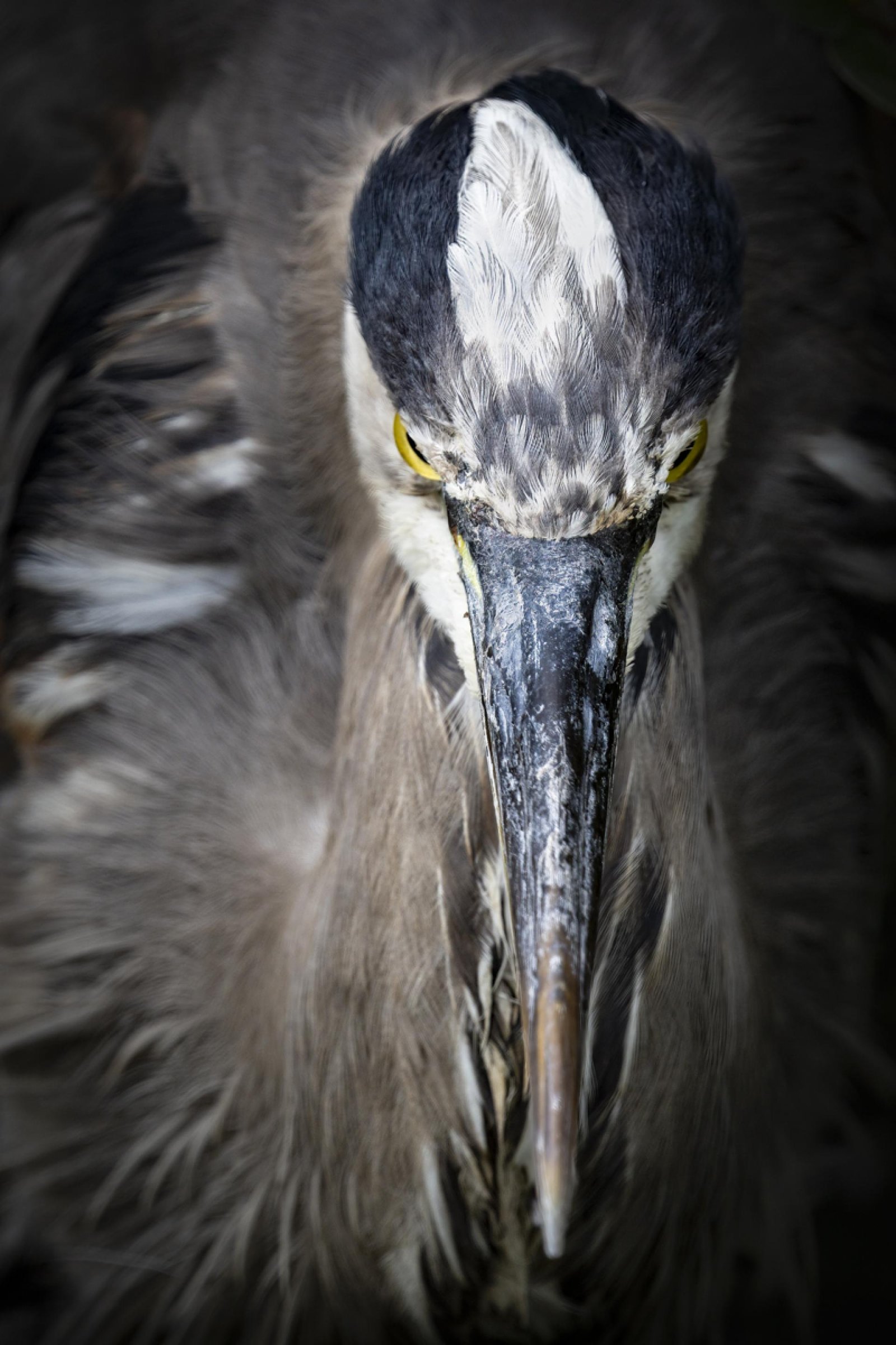 London Photography Awards Winner - Elegance