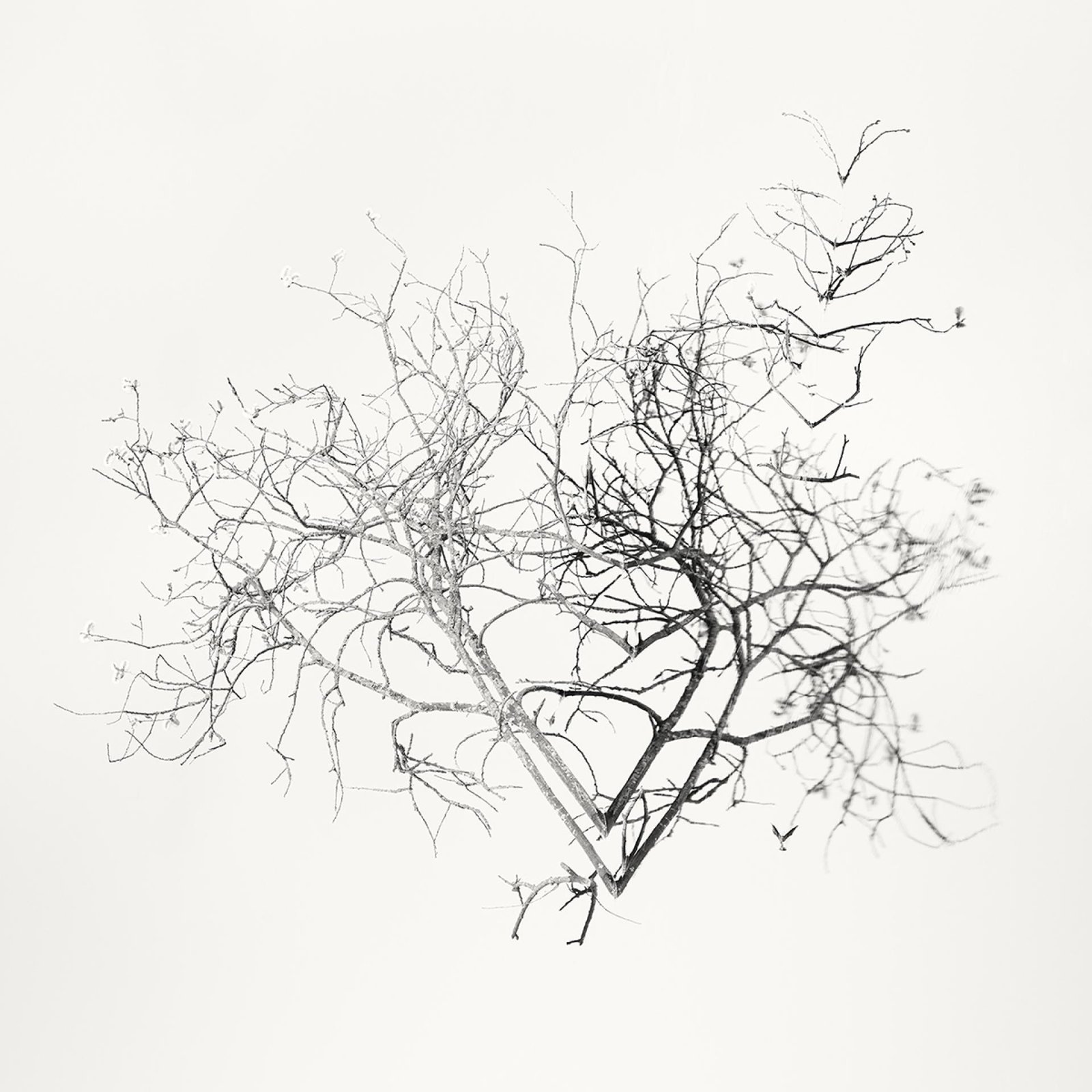 London Photography Awards Winner - Early Spring. In the Mirror  
