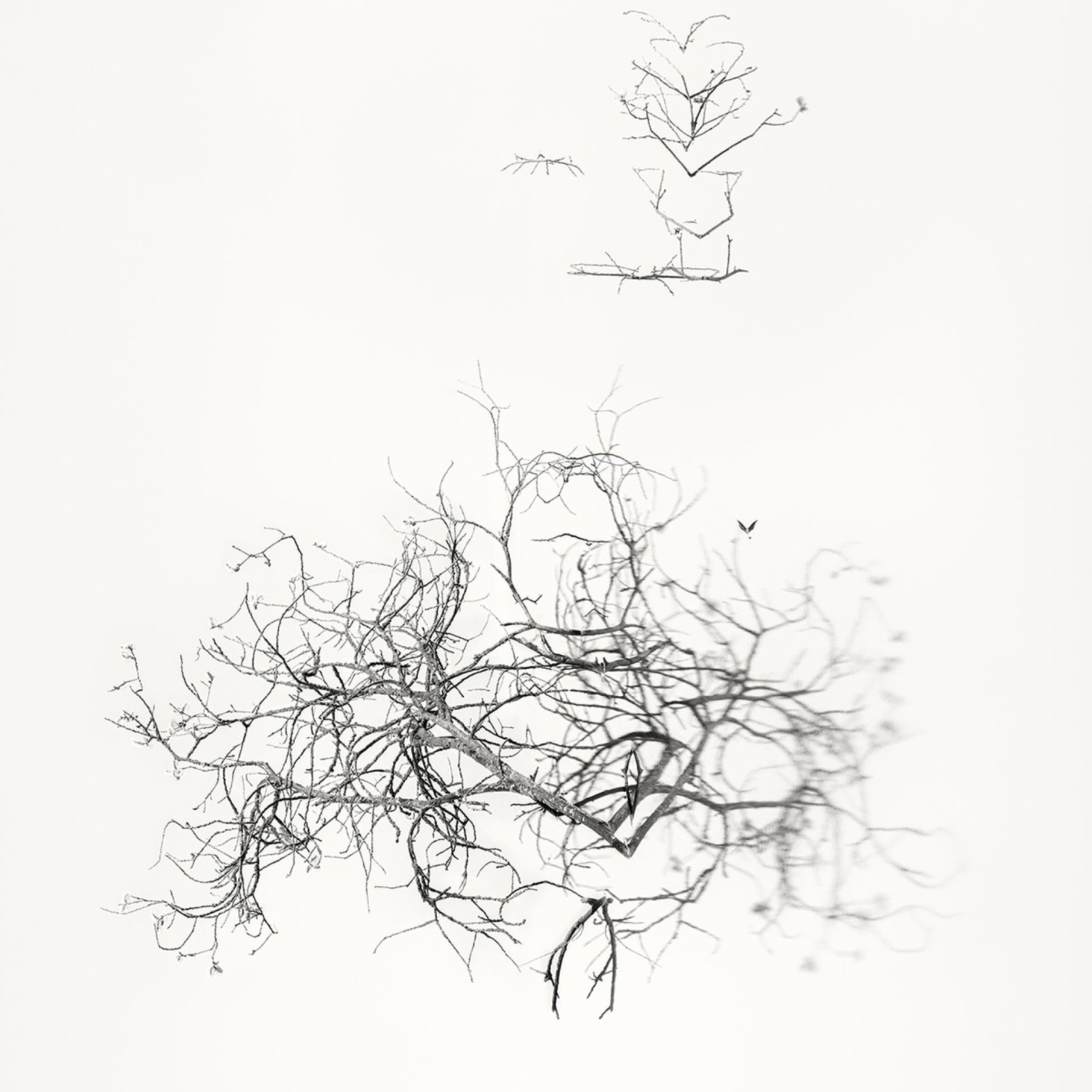 London Photography Awards Winner - Early Spring. In the Mirror  