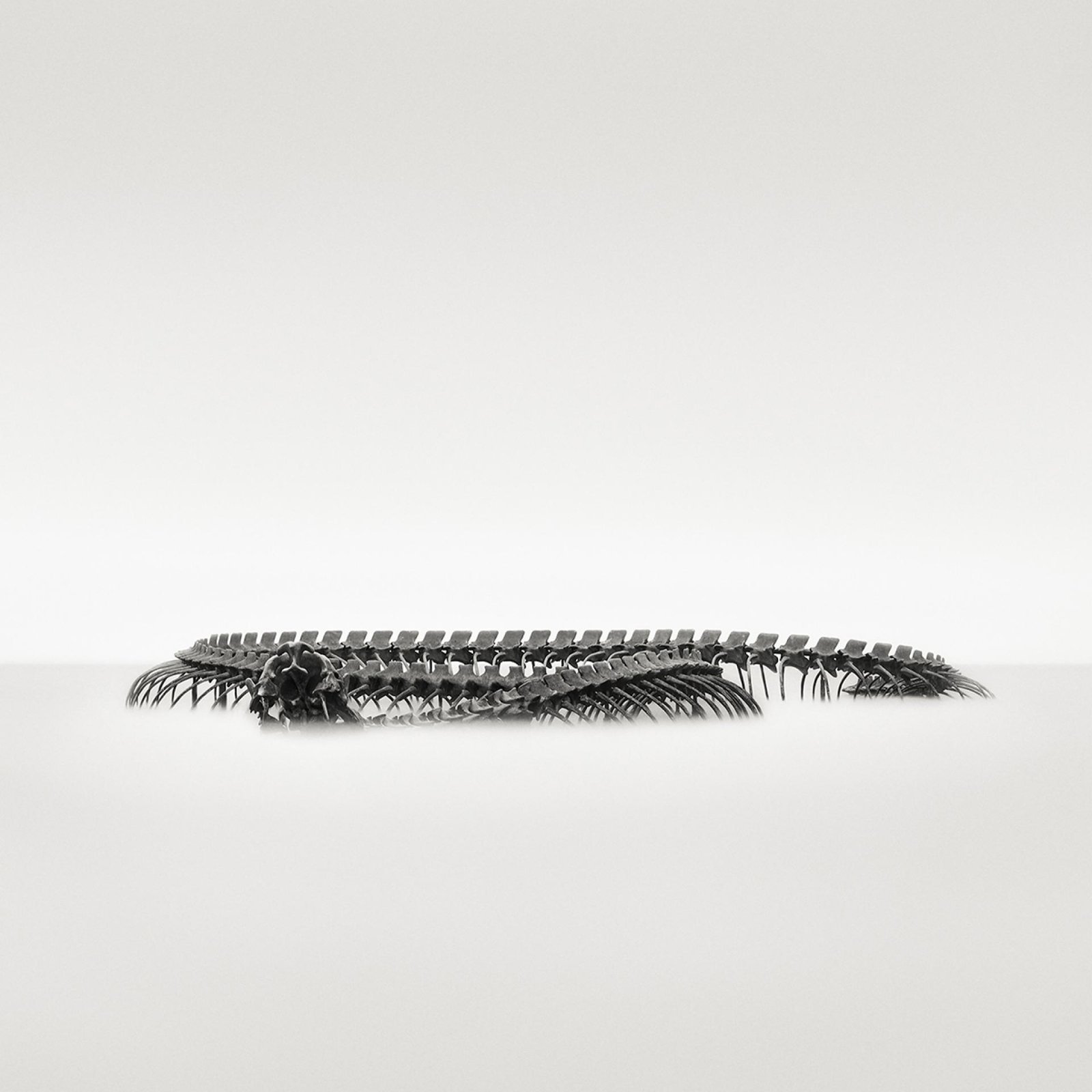 London Photography Awards Winner - The Monster  