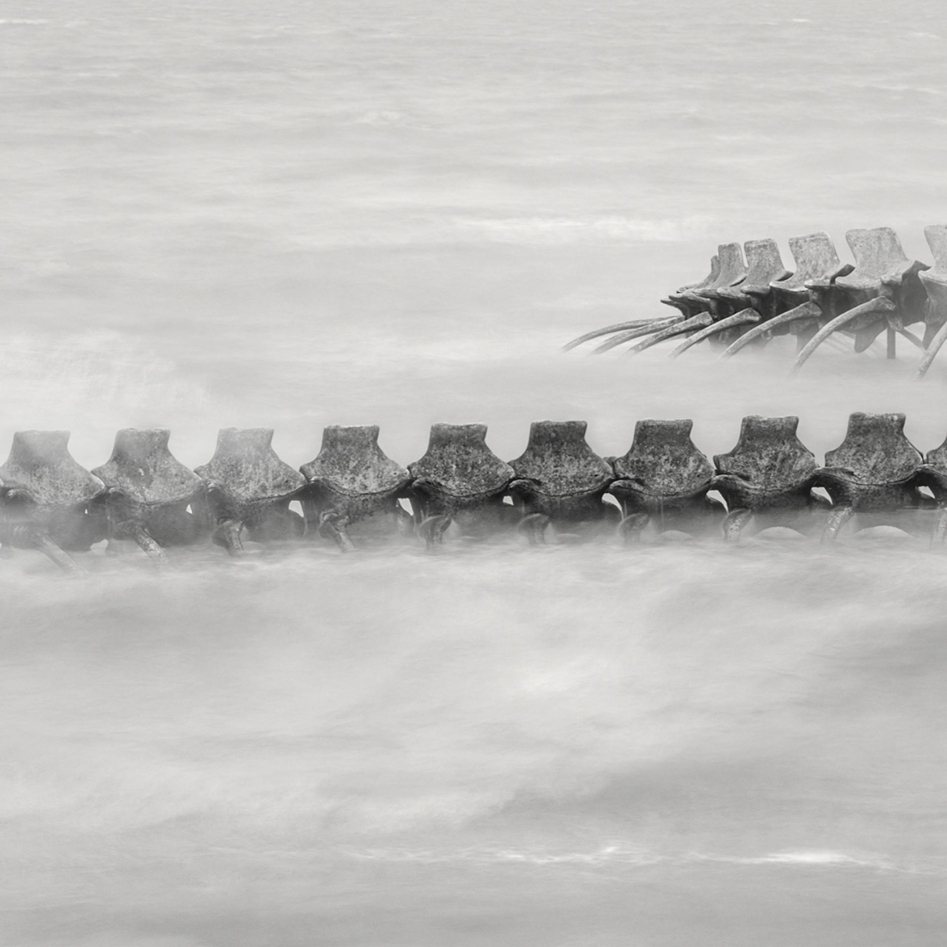 London Photography Awards Winner - Serpent d’Océan 