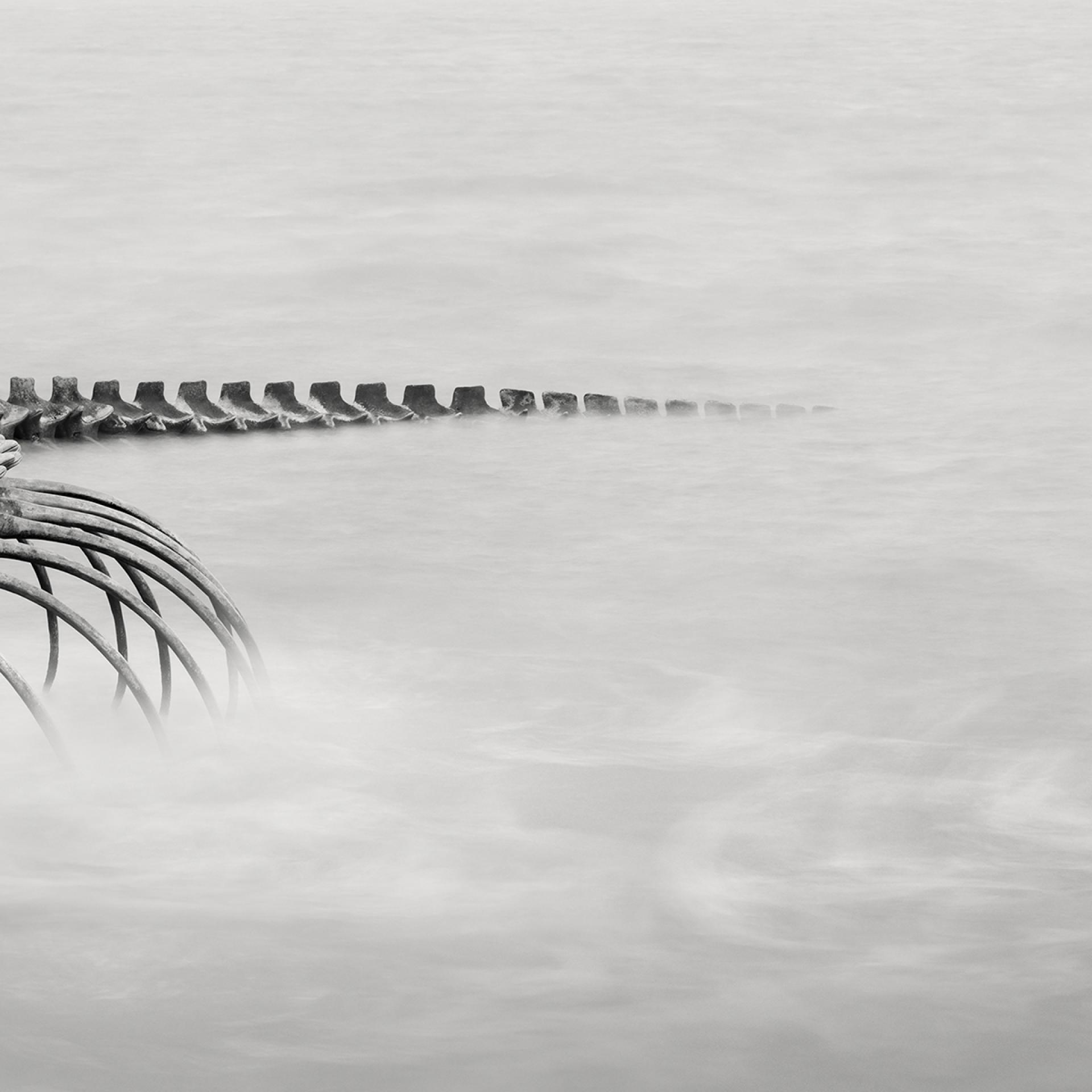 London Photography Awards Winner - Serpent d’Océan 