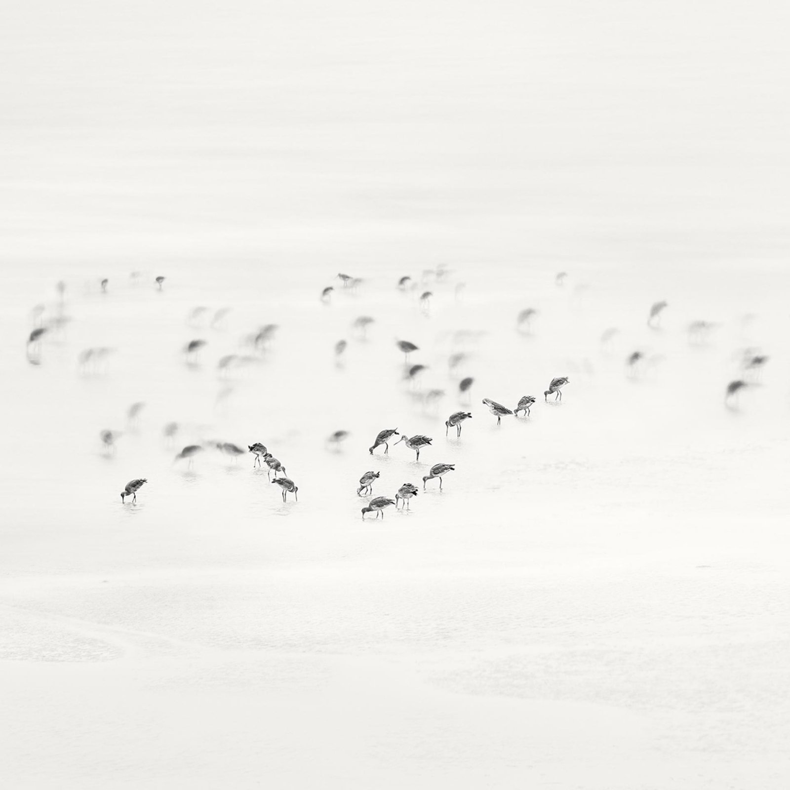 London Photography Awards Winner - Low Tide. Coastal Birds 