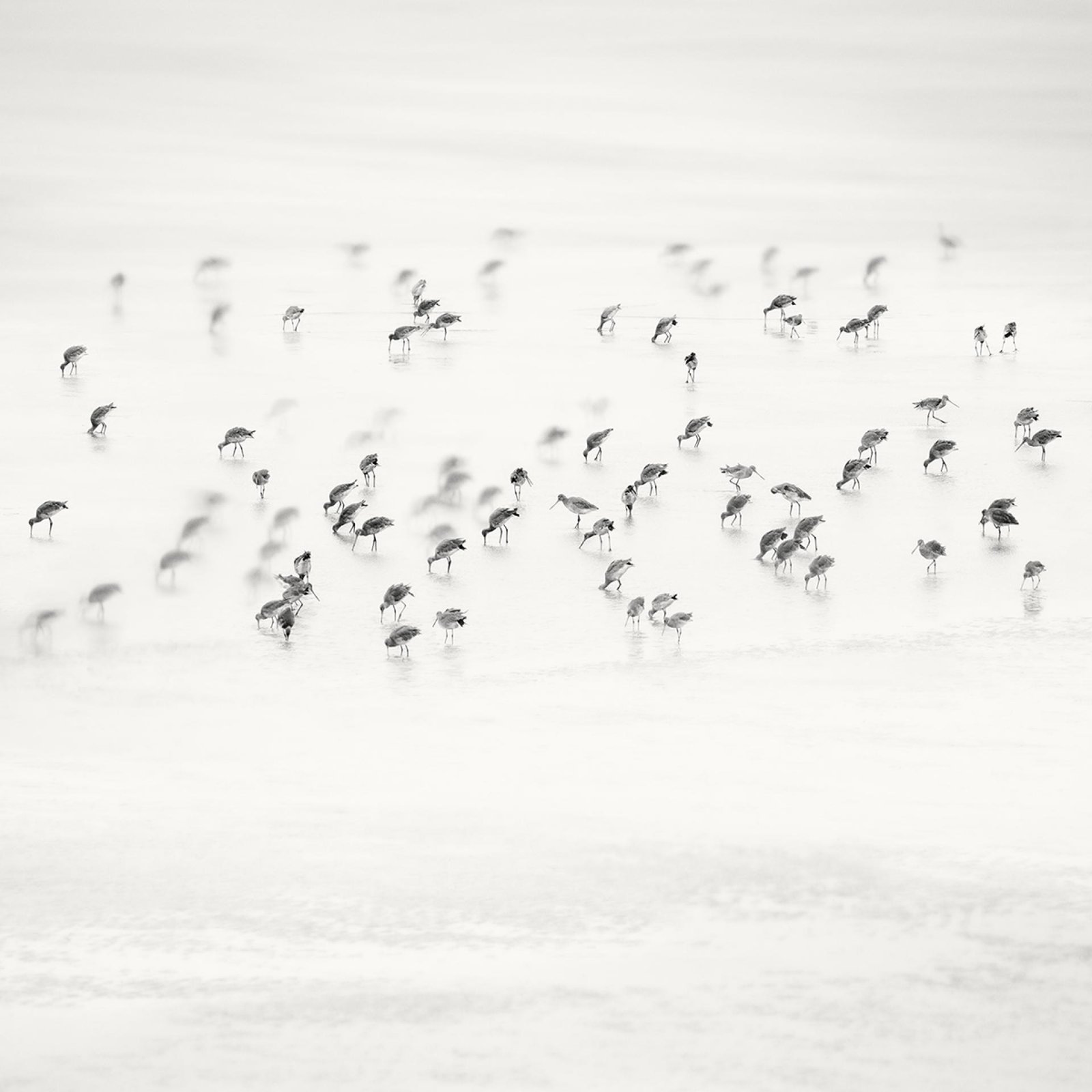 London Photography Awards Winner - Low Tide. Coastal Birds 