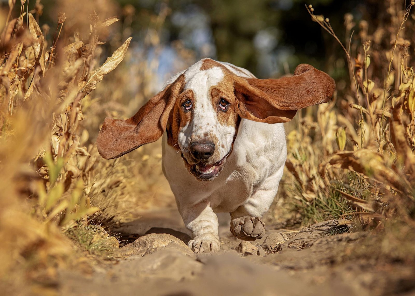 London Photography Awards Winner - Dogtrot