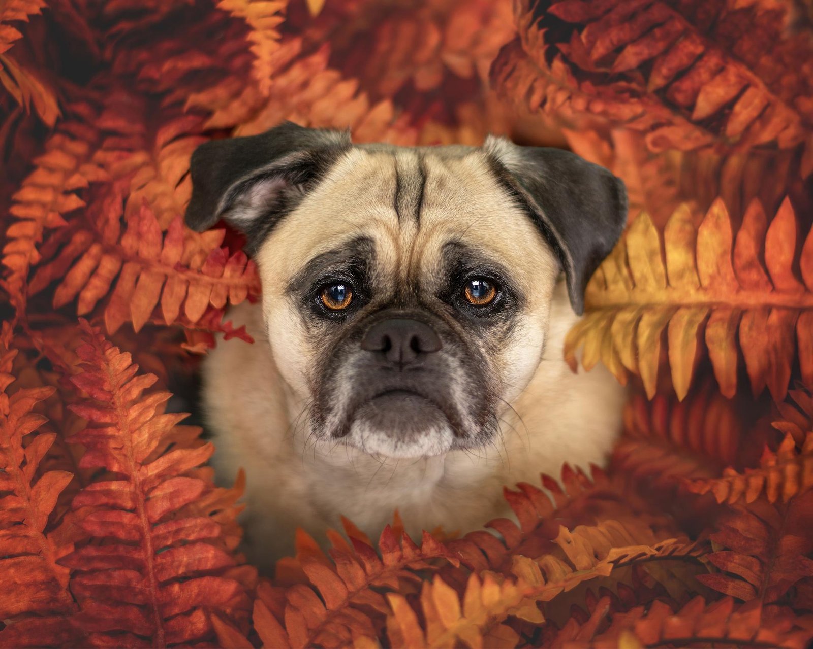 London Photography Awards Winner - Autumn Pug