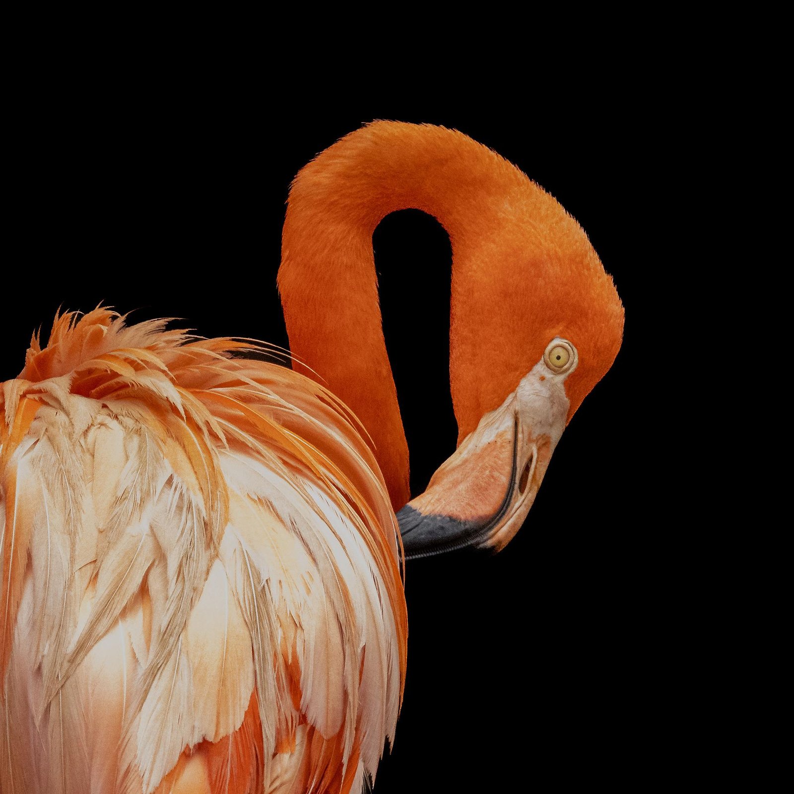 London Photography Awards Winner - Orange Elegance