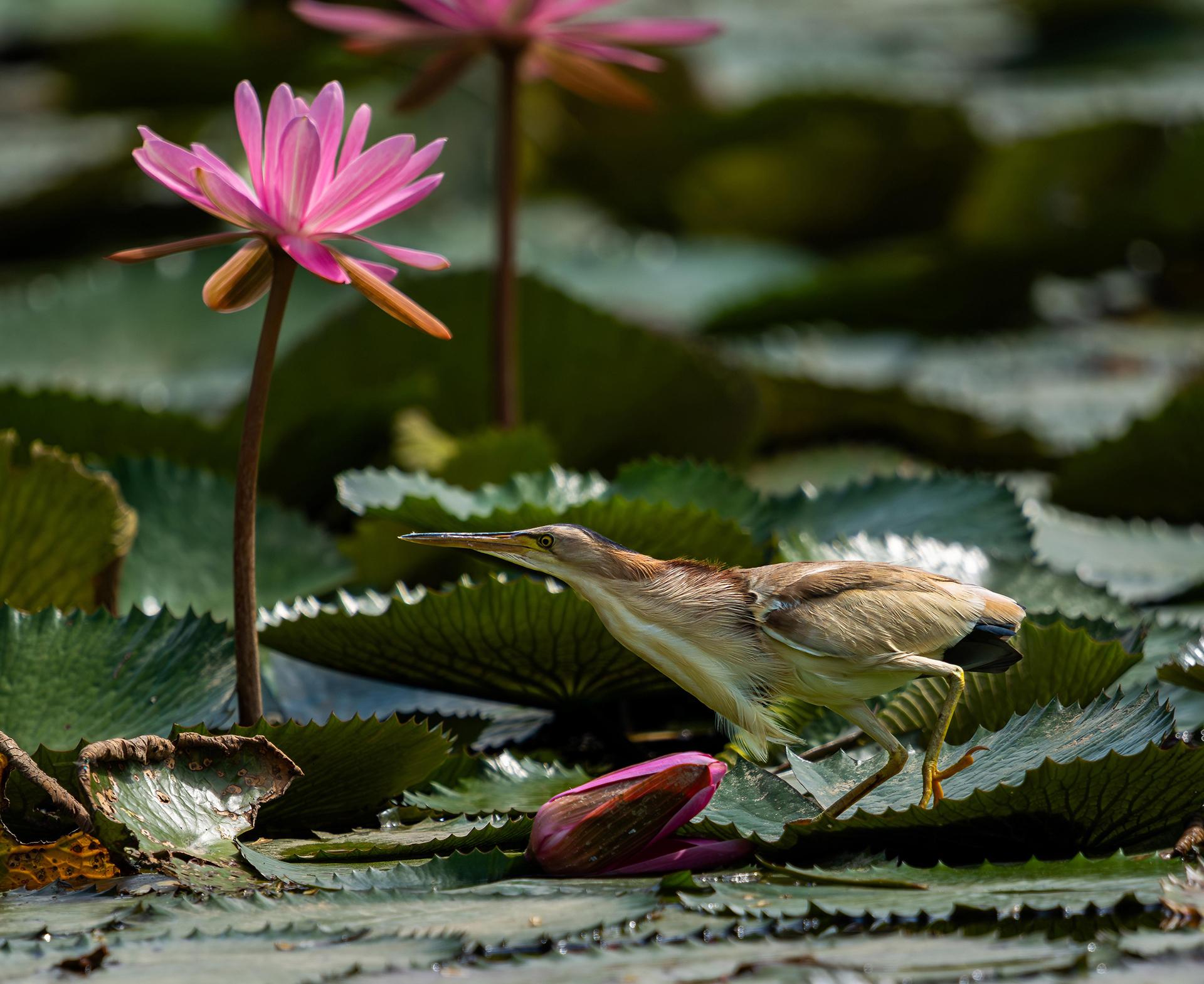 London Photography Awards Winner - Tall and Small