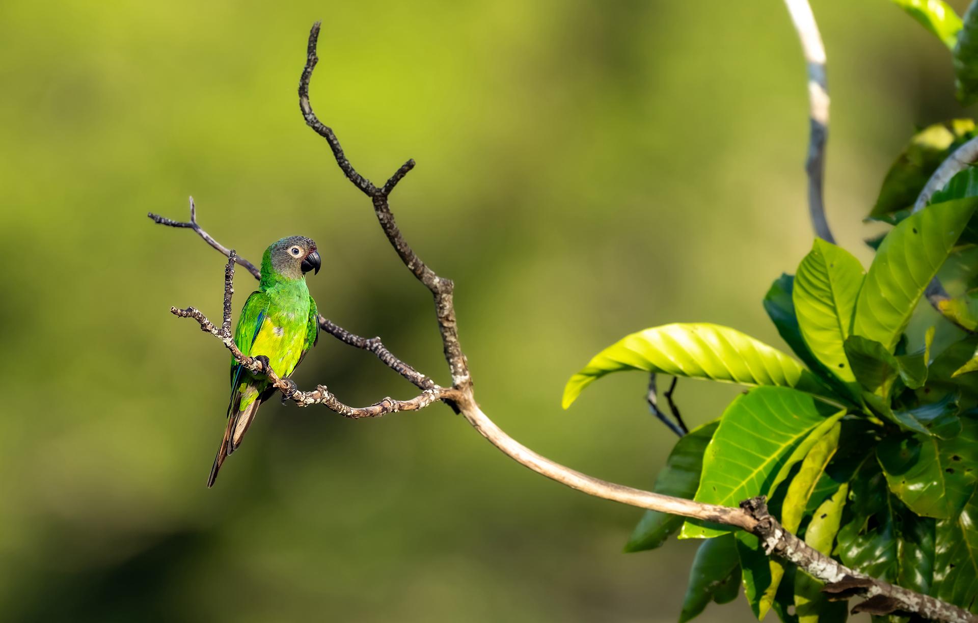 London Photography Awards Winner - Singing and Swinging
