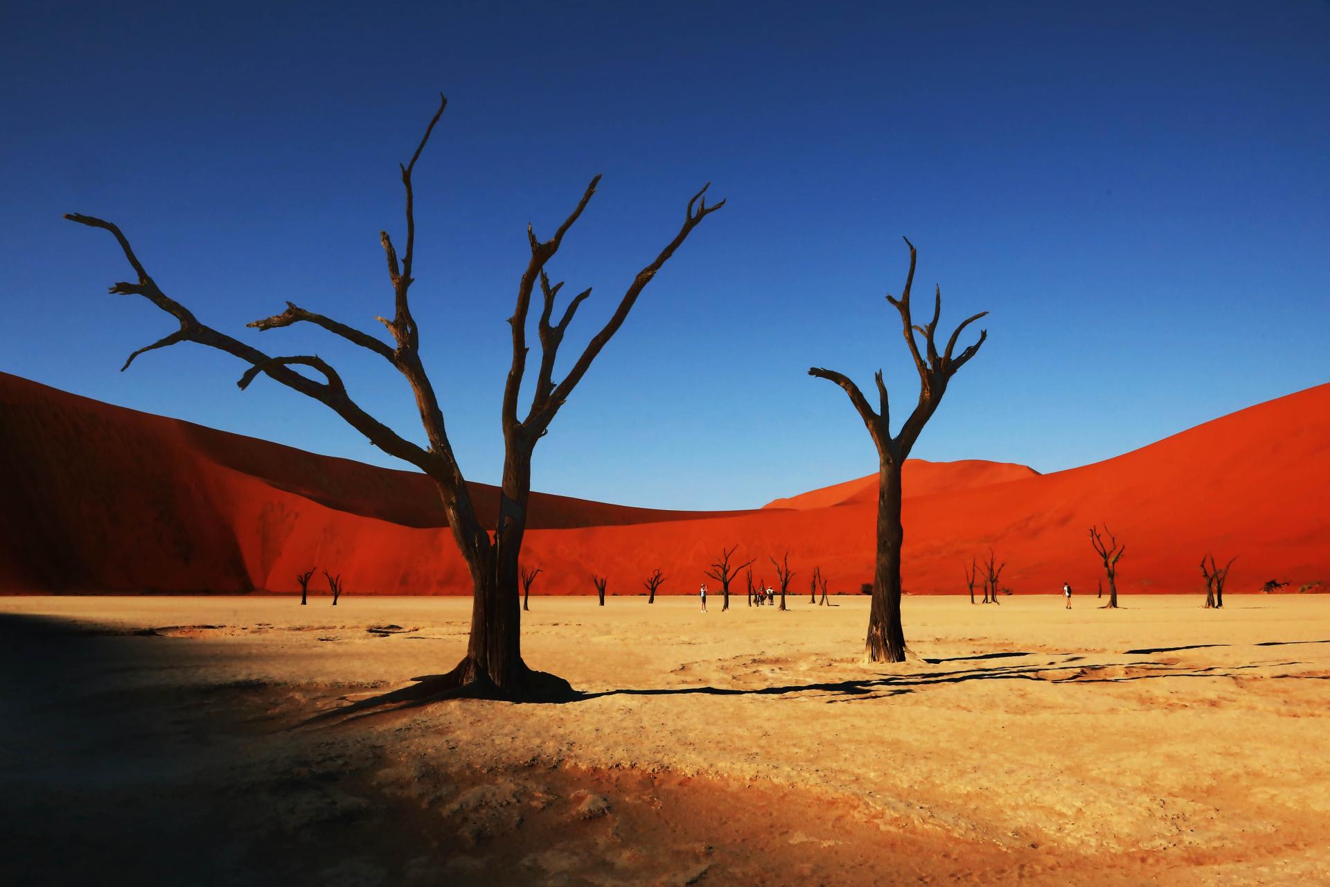 London Photography Awards Winner - Echoes from the Namibian Desert