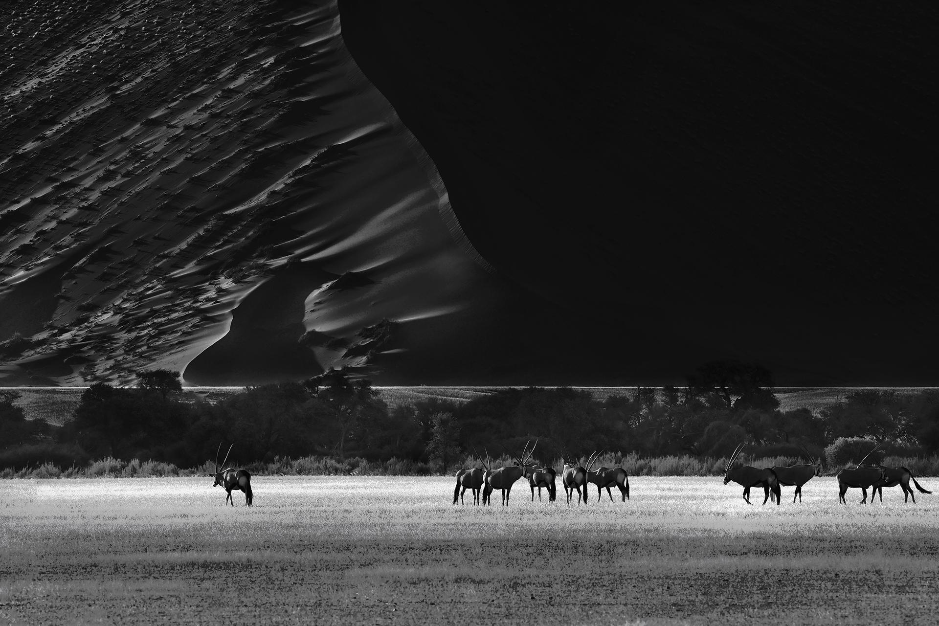 London Photography Awards Winner - Echoes from the Namibian Desert