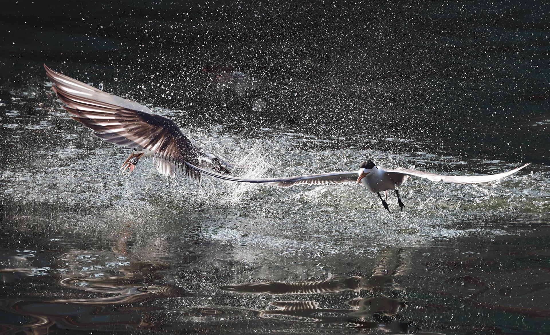 London Photography Awards Winner - Foraging Crested Tern