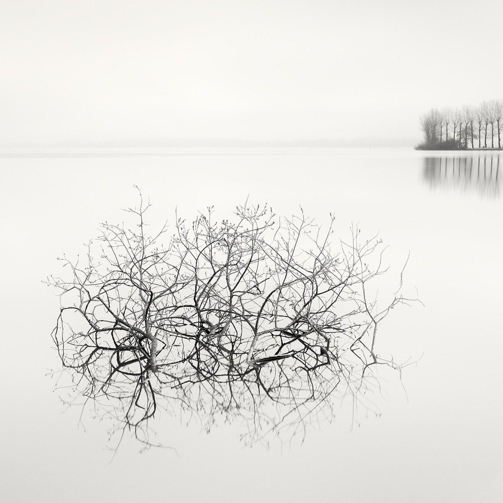 London Photography Awards Winner - Floating Trees 