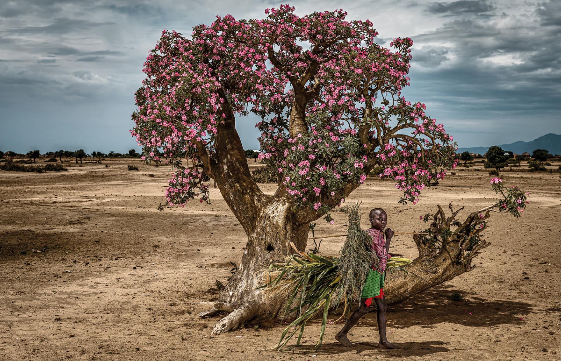 London Photography Awards Winner - Beautiful Erbore Tree