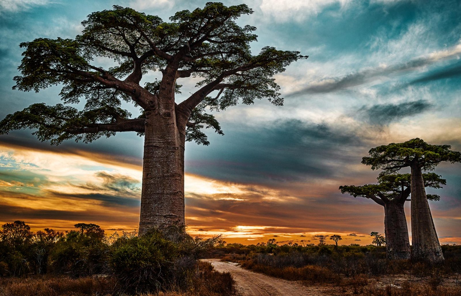 London Photography Awards Winner - The old Baobab Trees