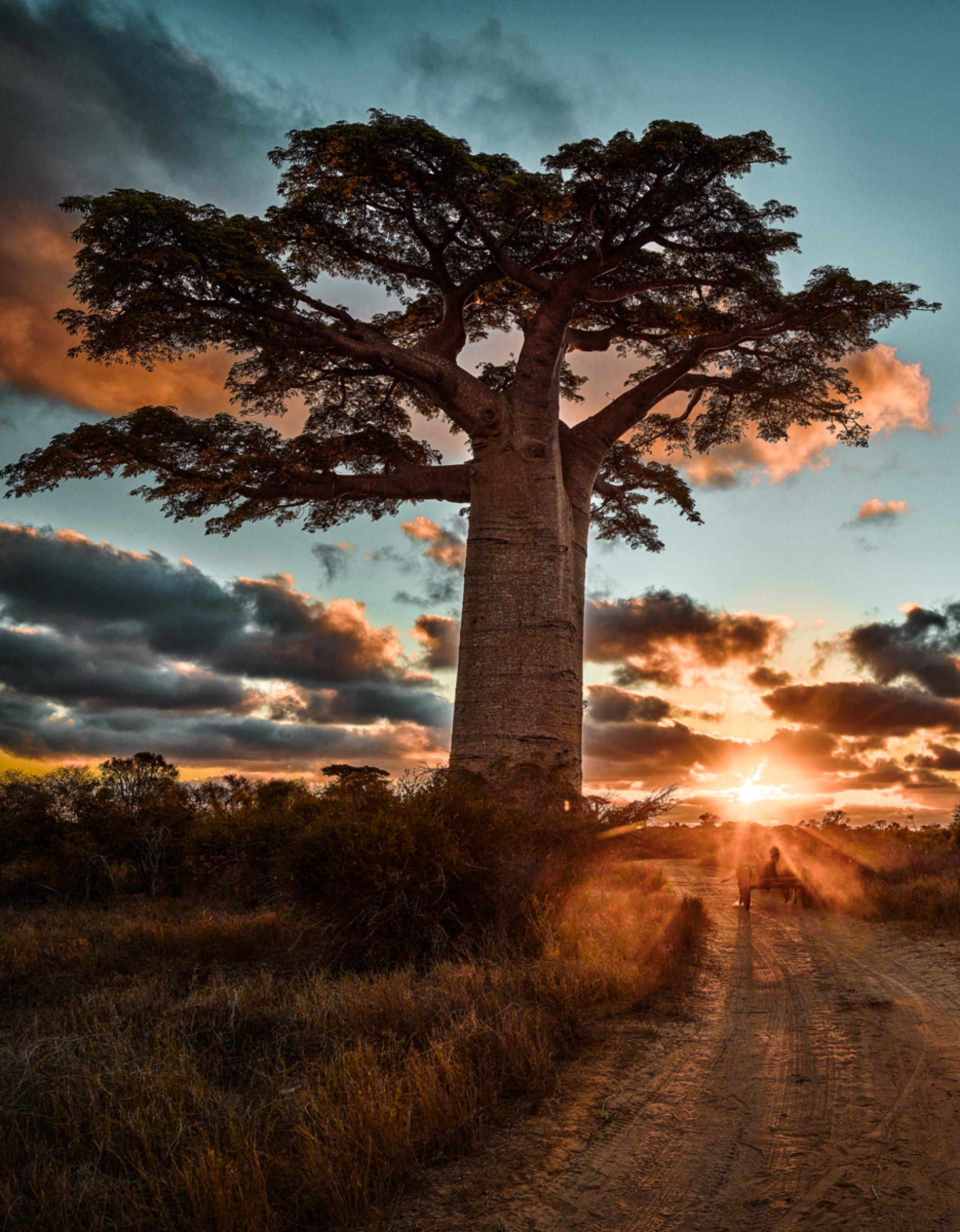 London Photography Awards Winner - Beautiful Baobab