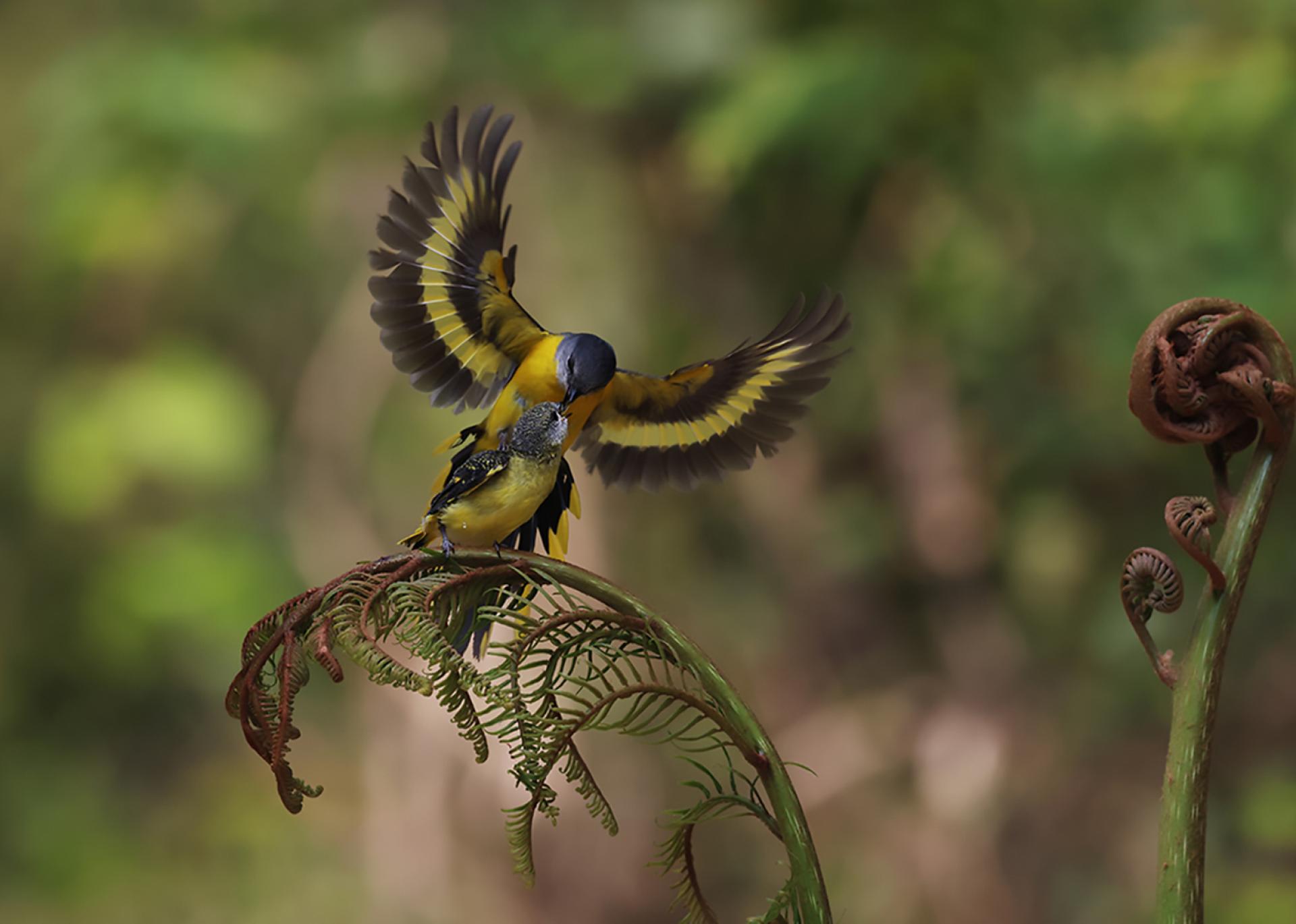 London Photography Awards Winner - Wings of Care