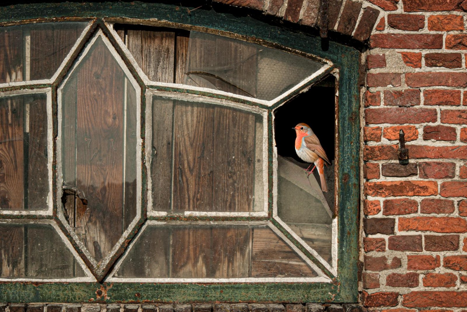 London Photography Awards Winner - Robin on the old farmhouse