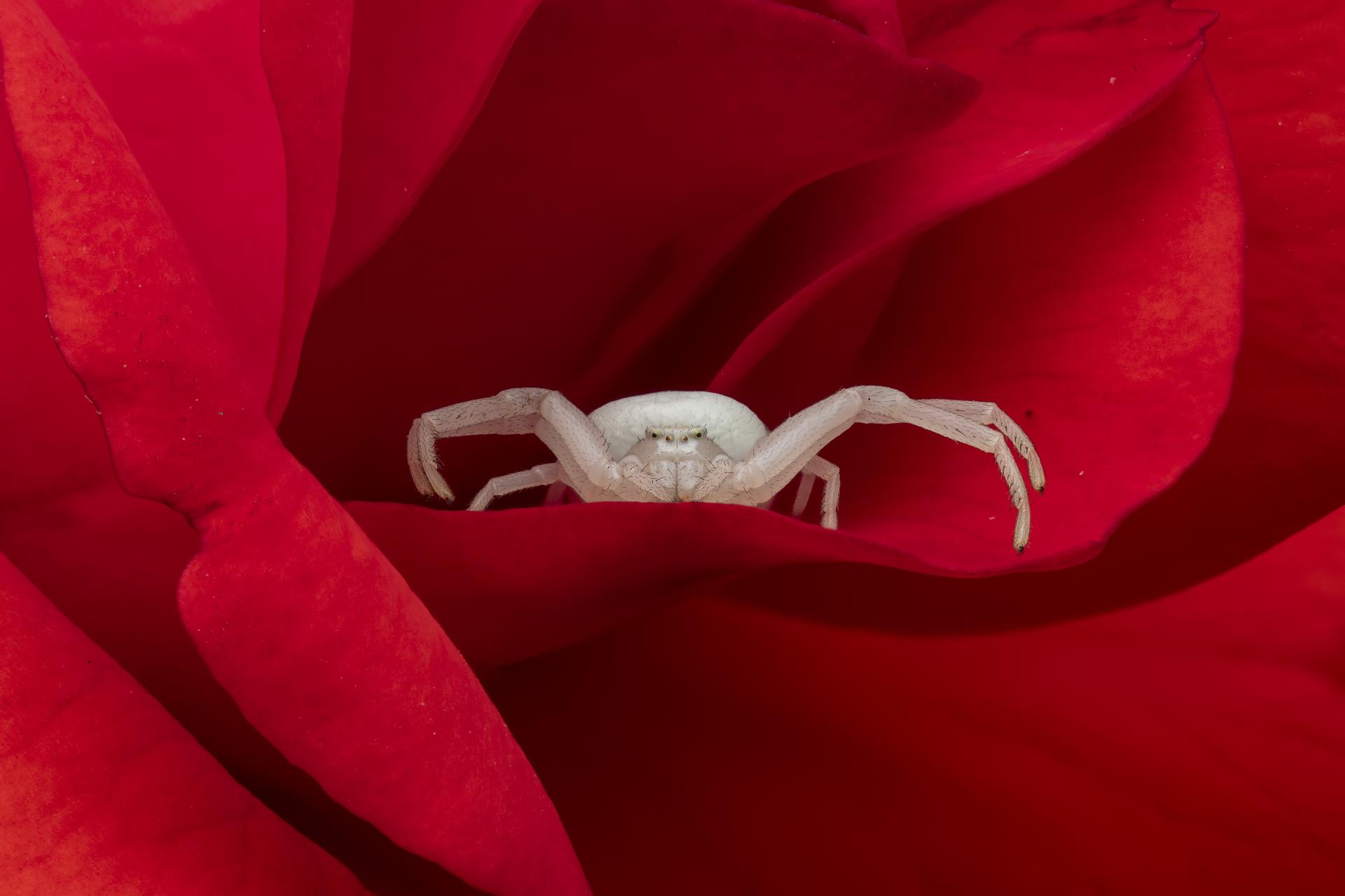London Photography Awards Winner - Amongst the petals
