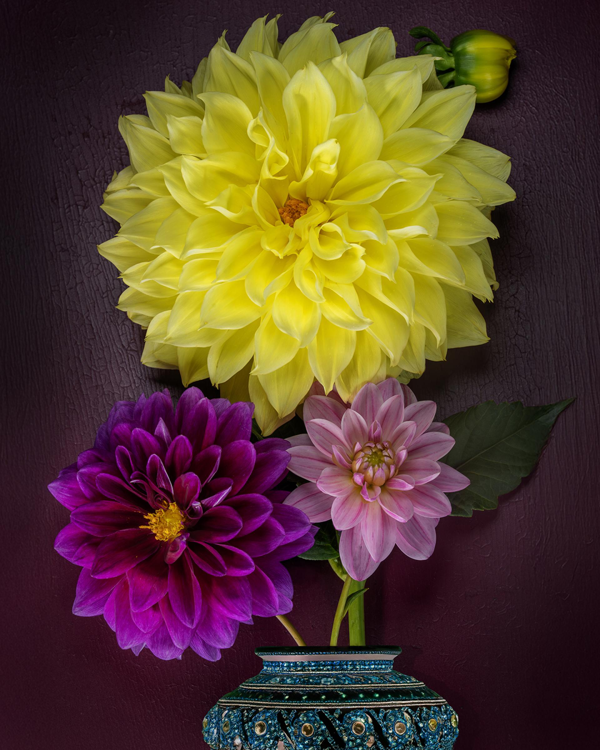 London Photography Awards Winner - Flower Portraits