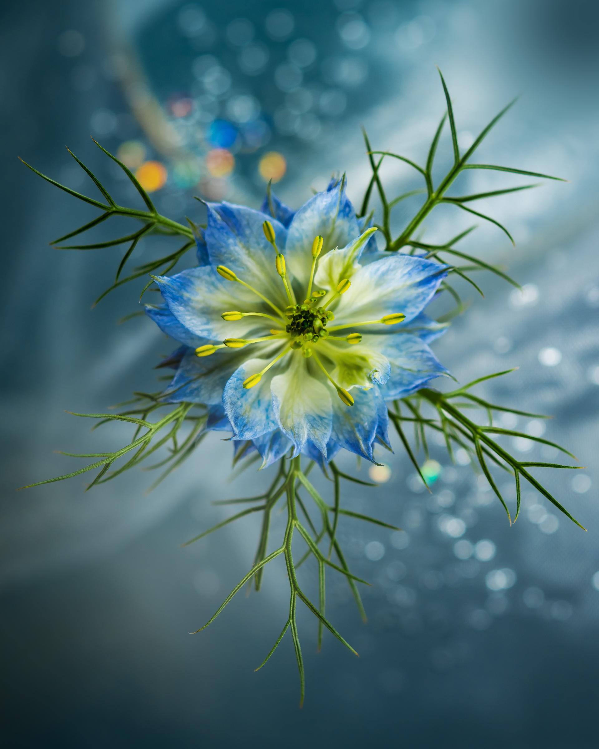 London Photography Awards Winner - Flower Portraits