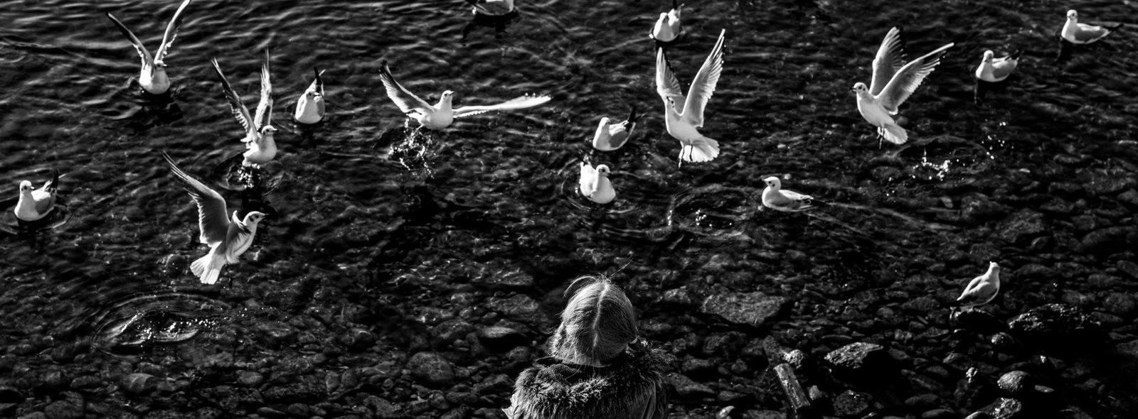 London Photography Awards Winner - Watching the Seagull Ballet