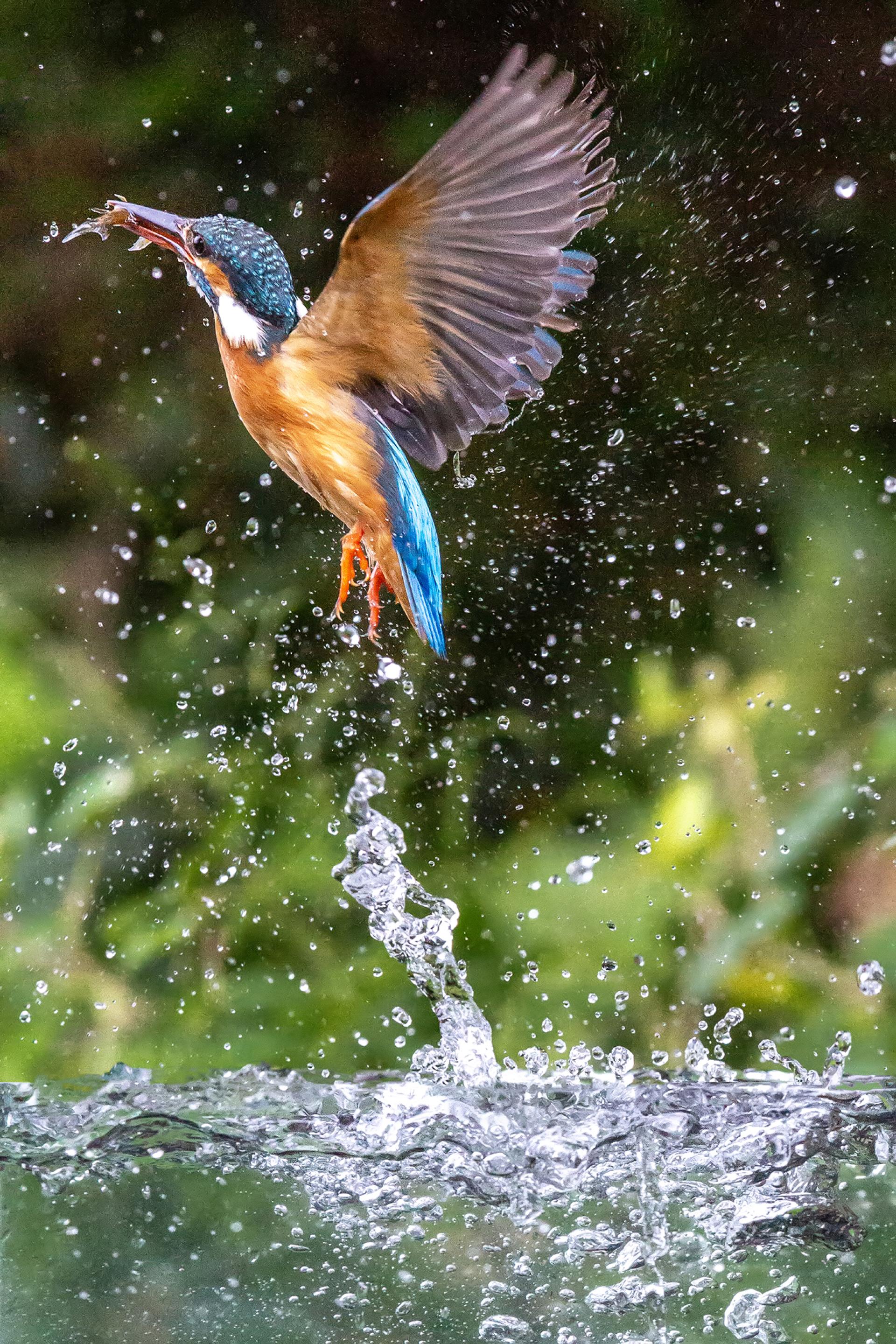 London Photography Awards Winner - Kingfisher entering the water to catch fish