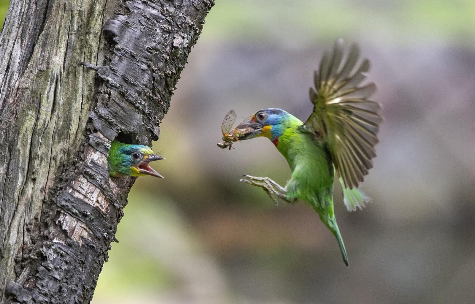 London Photography Awards Winner - Feeding time