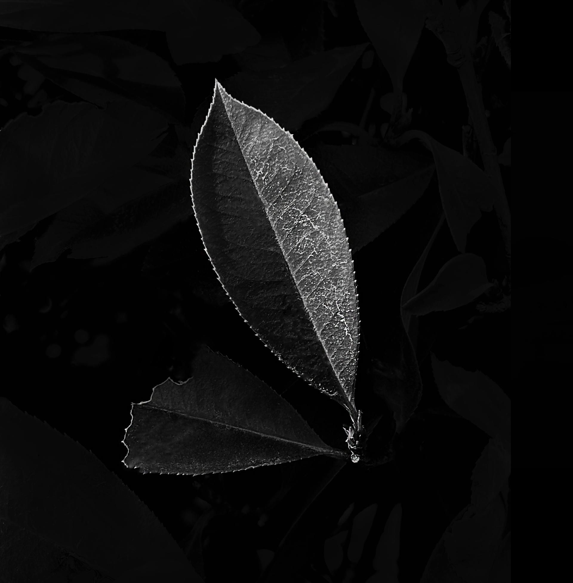 London Photography Awards Winner - Leaf of Life