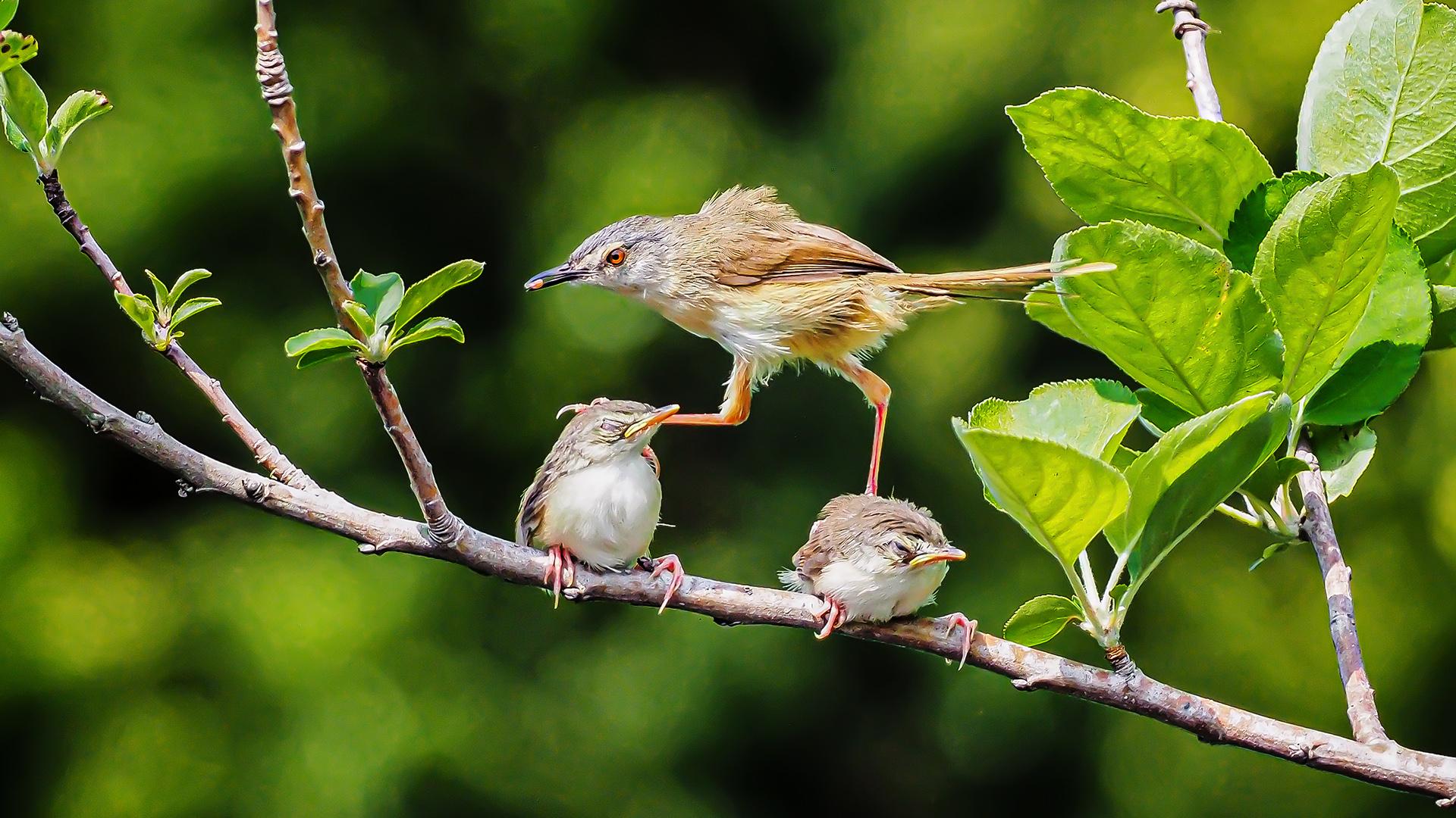 London Photography Awards Winner - Bird 08