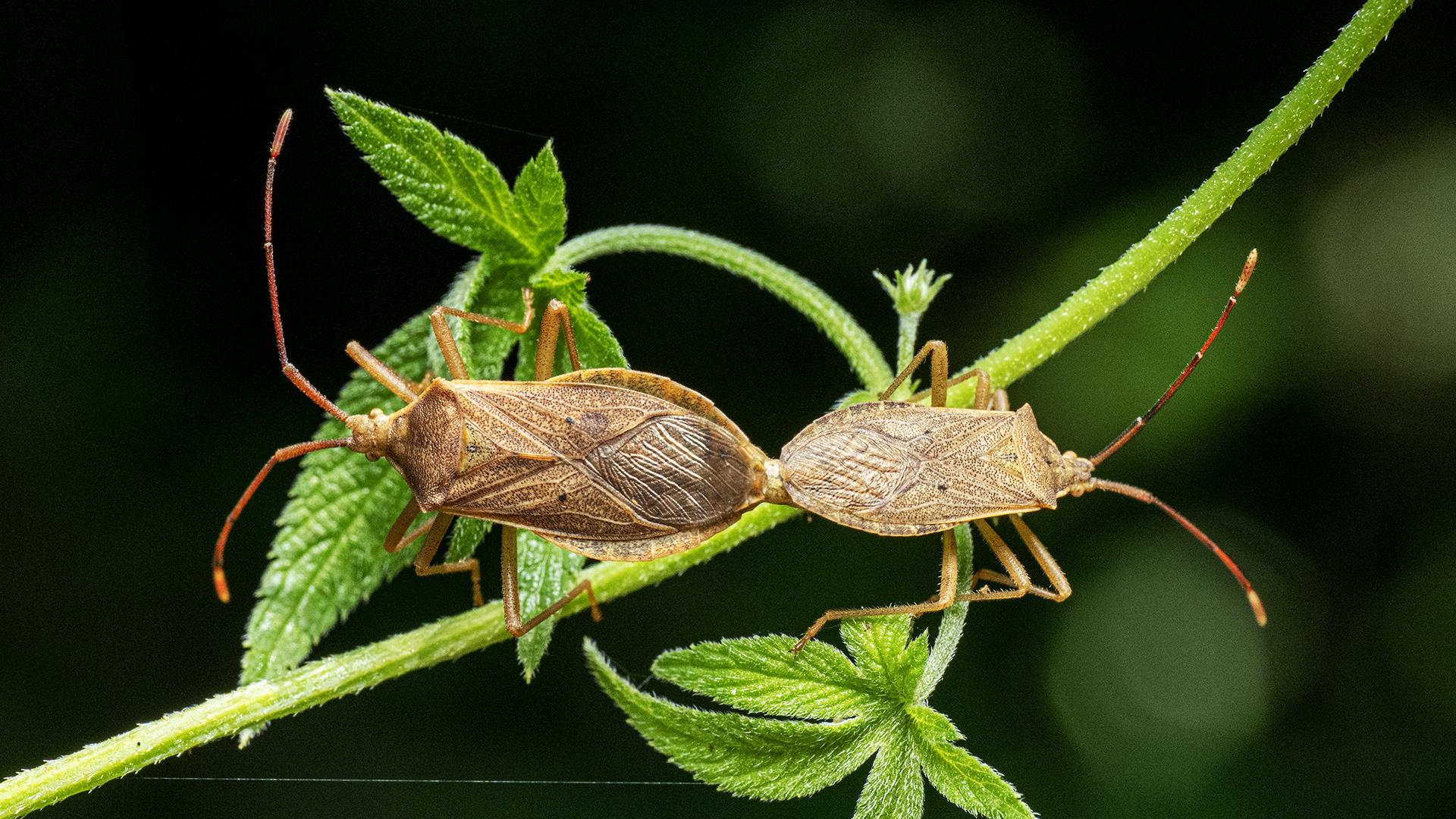 London Photography Awards Winner - Homoeocerus chinensis mating