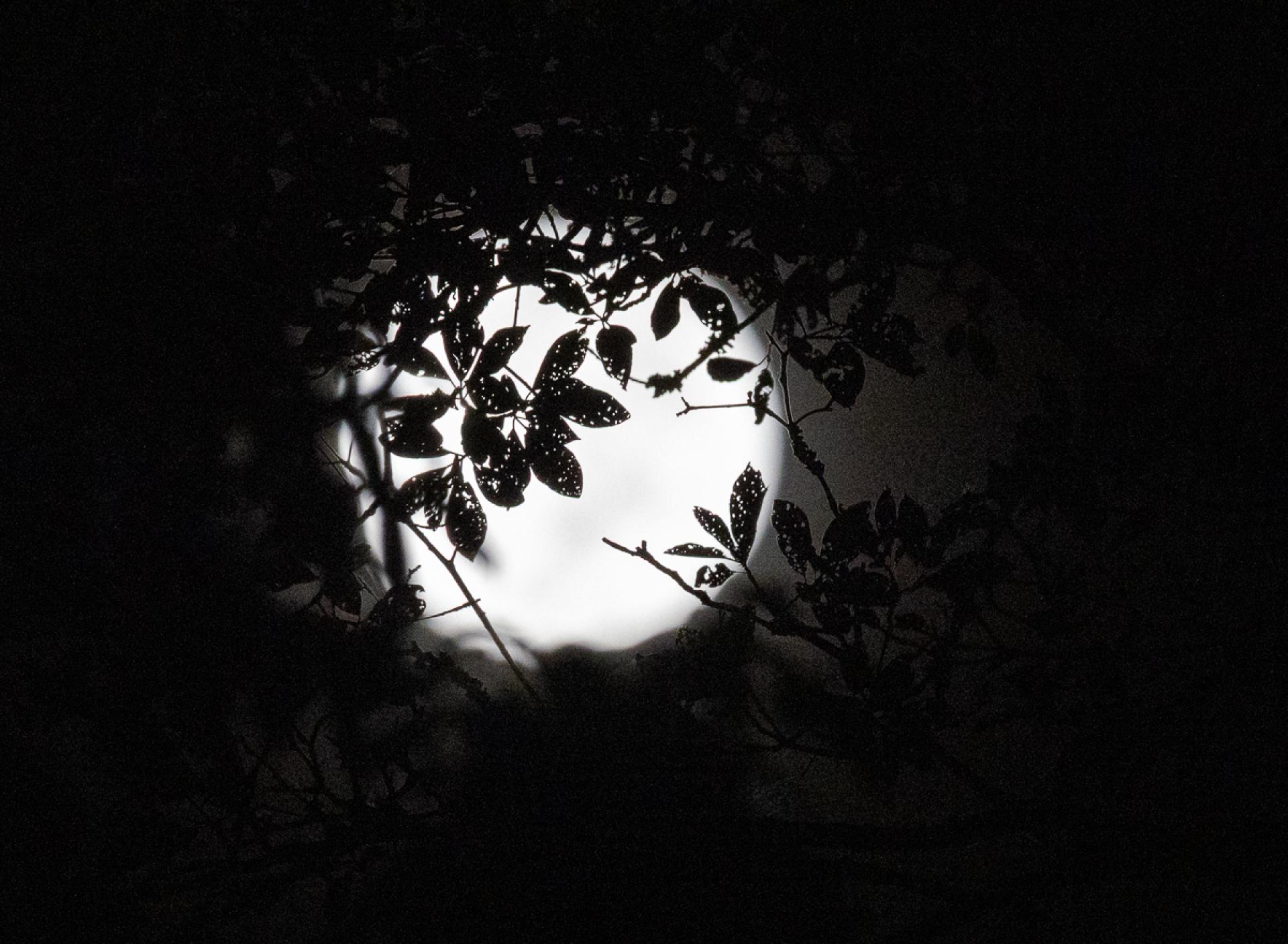 London Photography Awards Winner - Moon in the woods