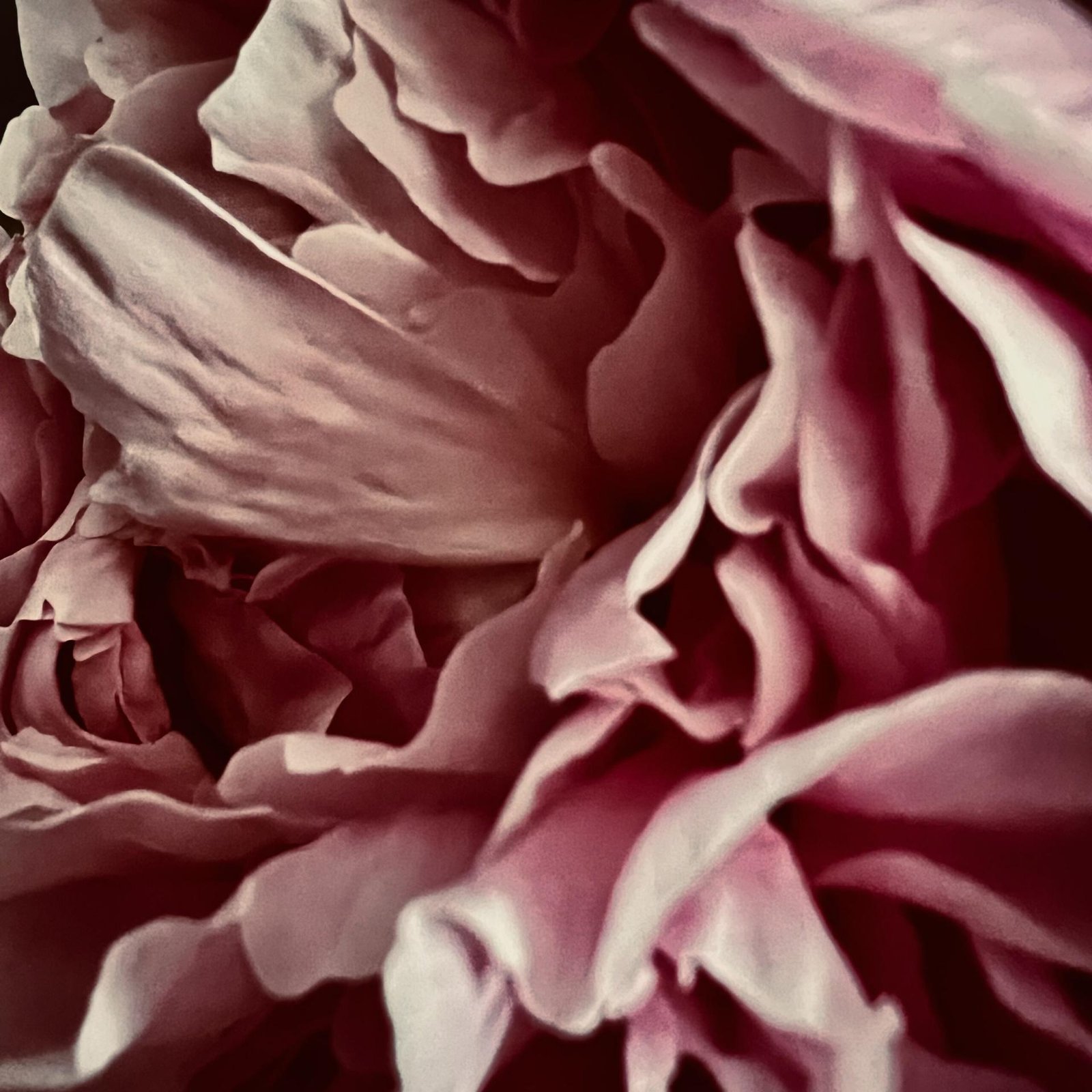 London Photography Awards Winner - Rose Labyrinth